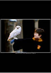 Harry Potter Harry And Hedwig Graphic T-Shirt