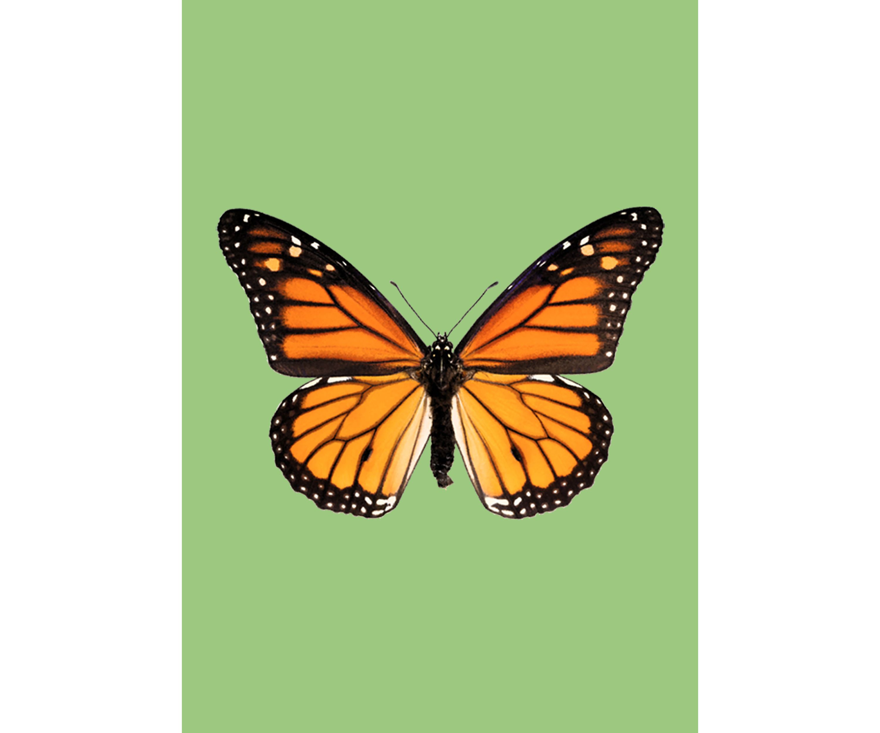 Girls 4-6x Monarch T-Shirt