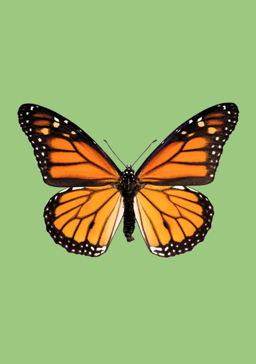 Girls 4-6x Monarch T-Shirt