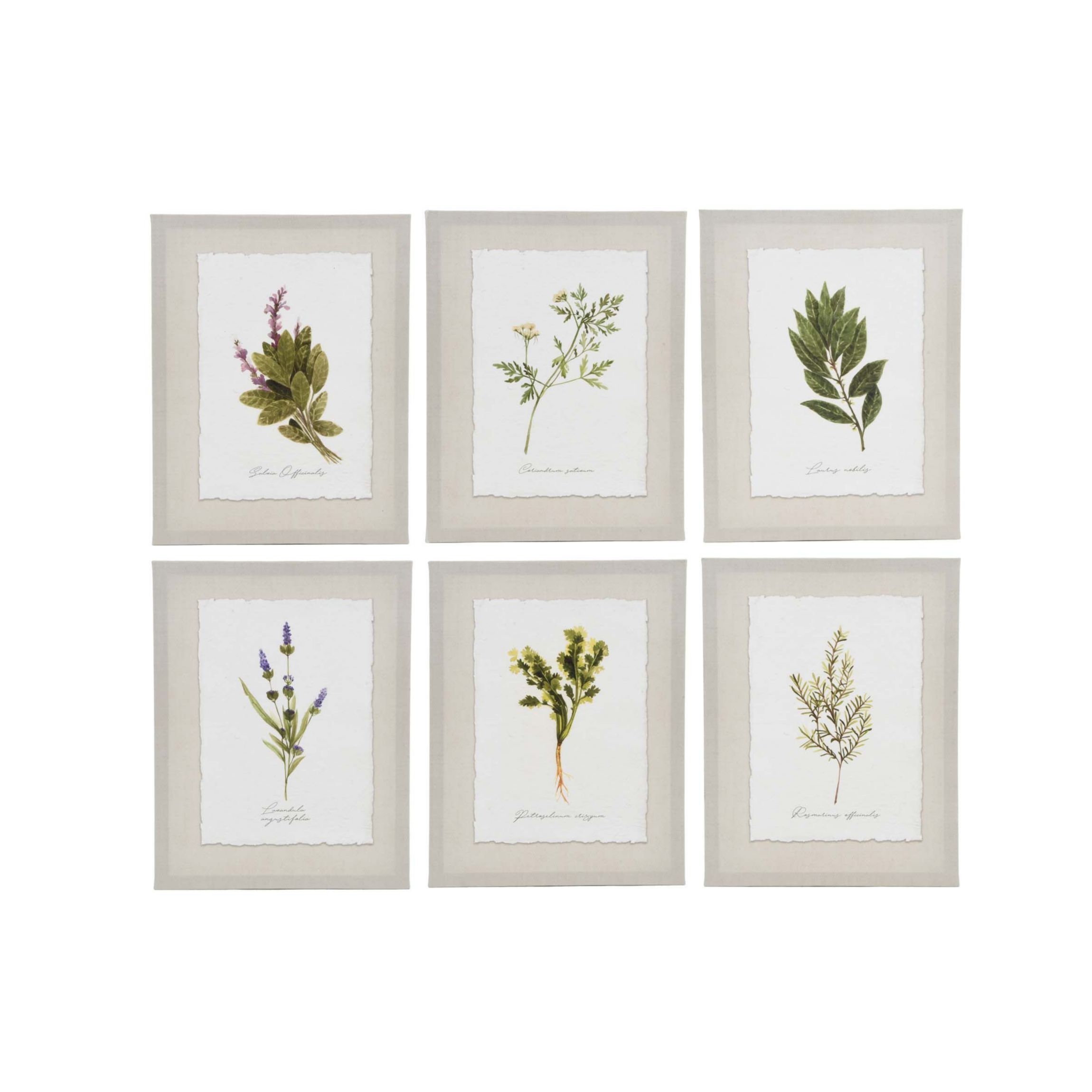 Set of 6 Herbs