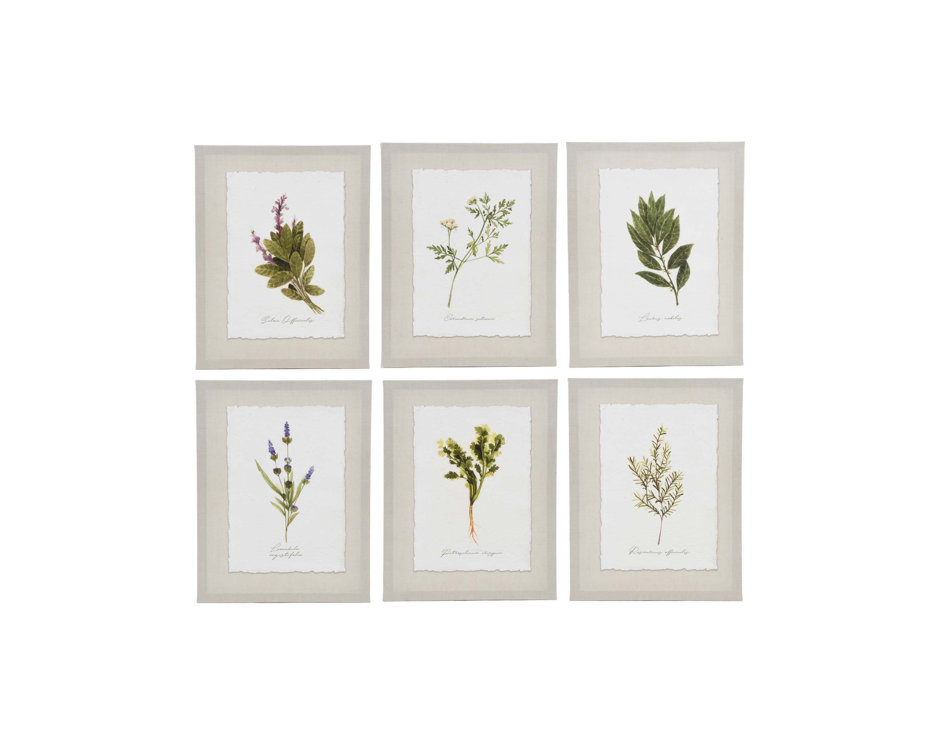 Set of 6 Herbs