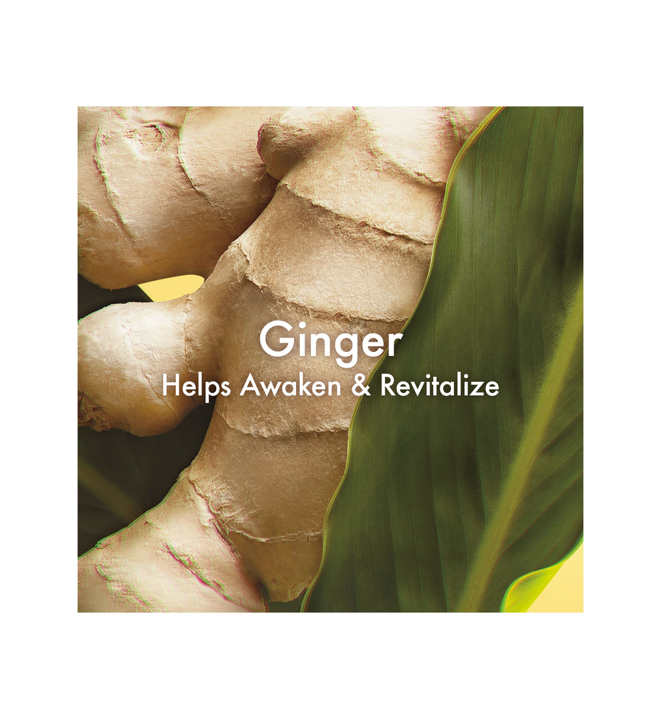 Ginger Hand & Body Lotion