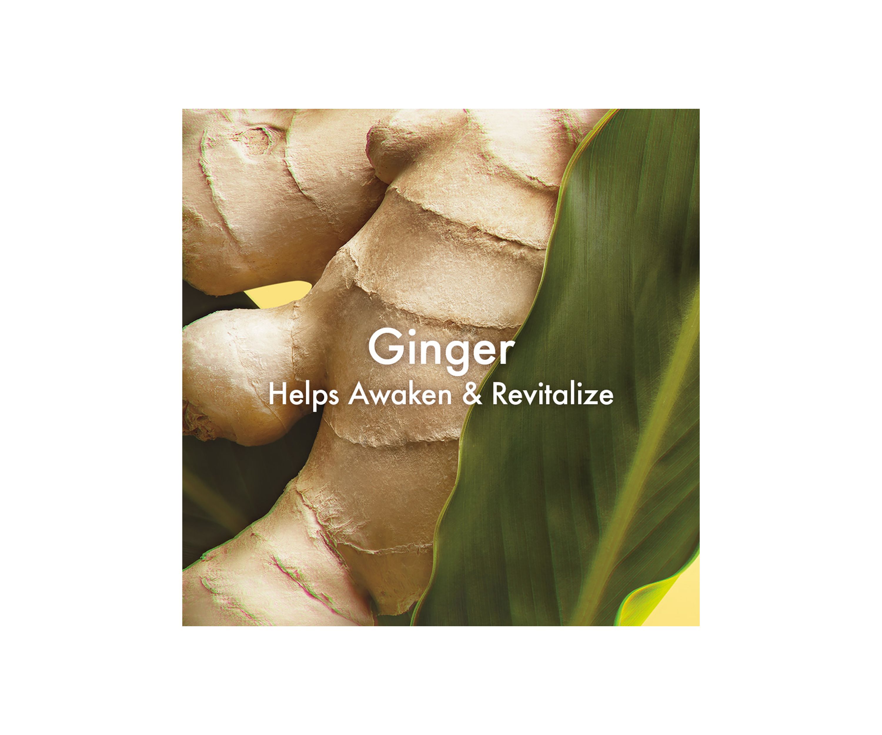 Ginger Hand & Body Lotion