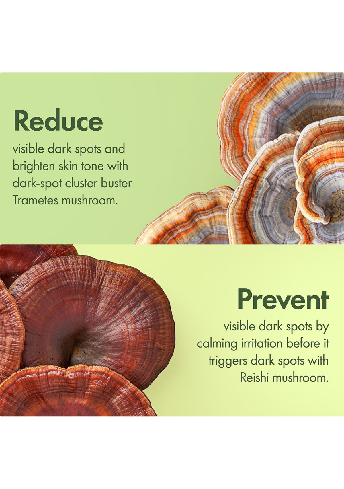 Mega-Mushroom Dark Spot Brightening Face Serum