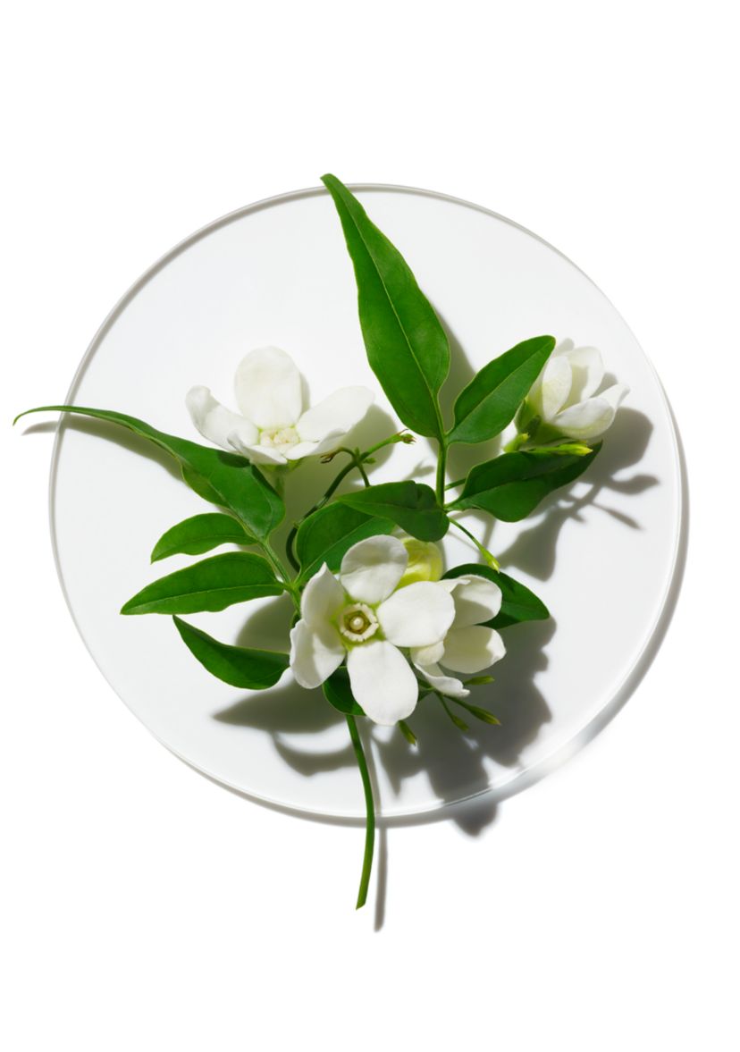 My Happy Peace & Jasmine