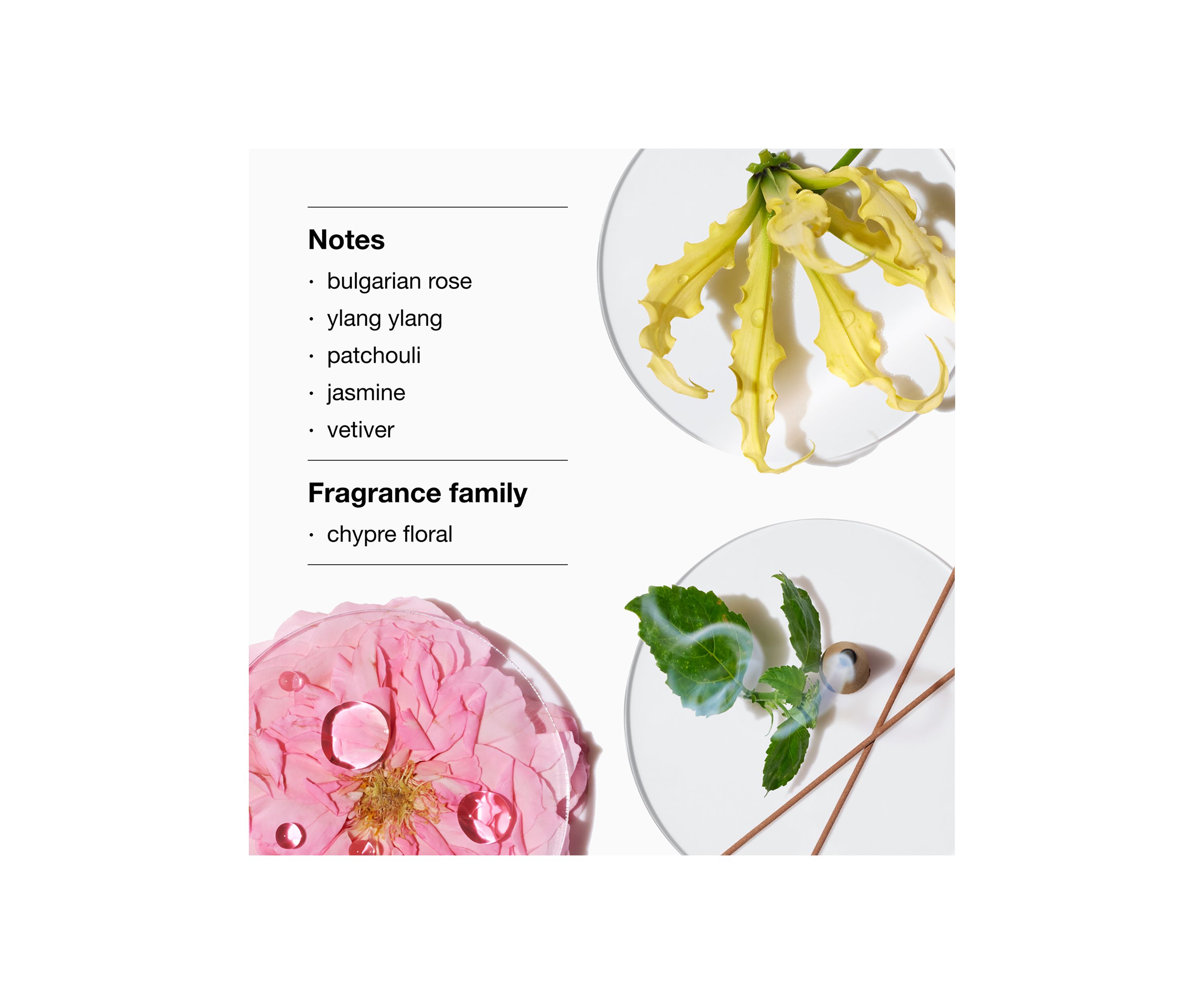 The Aromatics Fragrance Collection - Belk Exclusive - $105 Value!