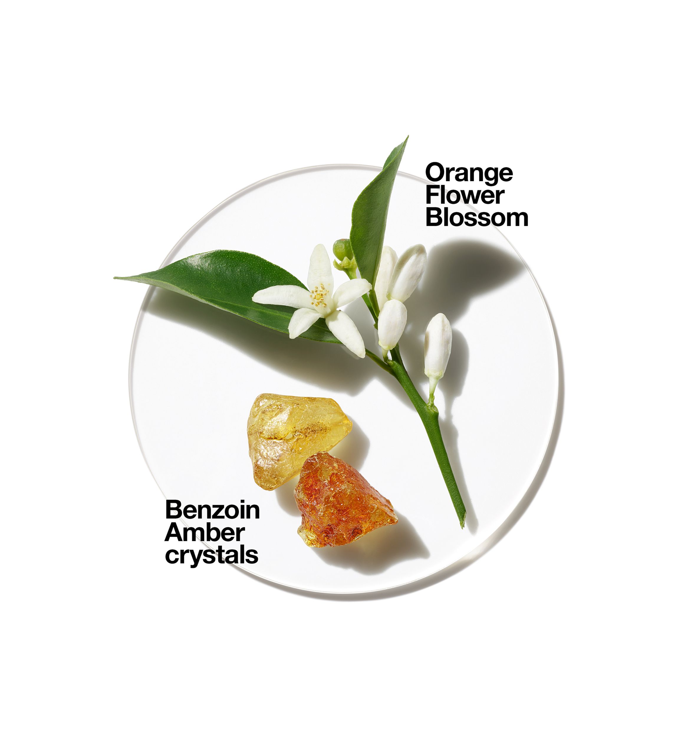 Aromatics in White -  Belk Exclusive Fragrance