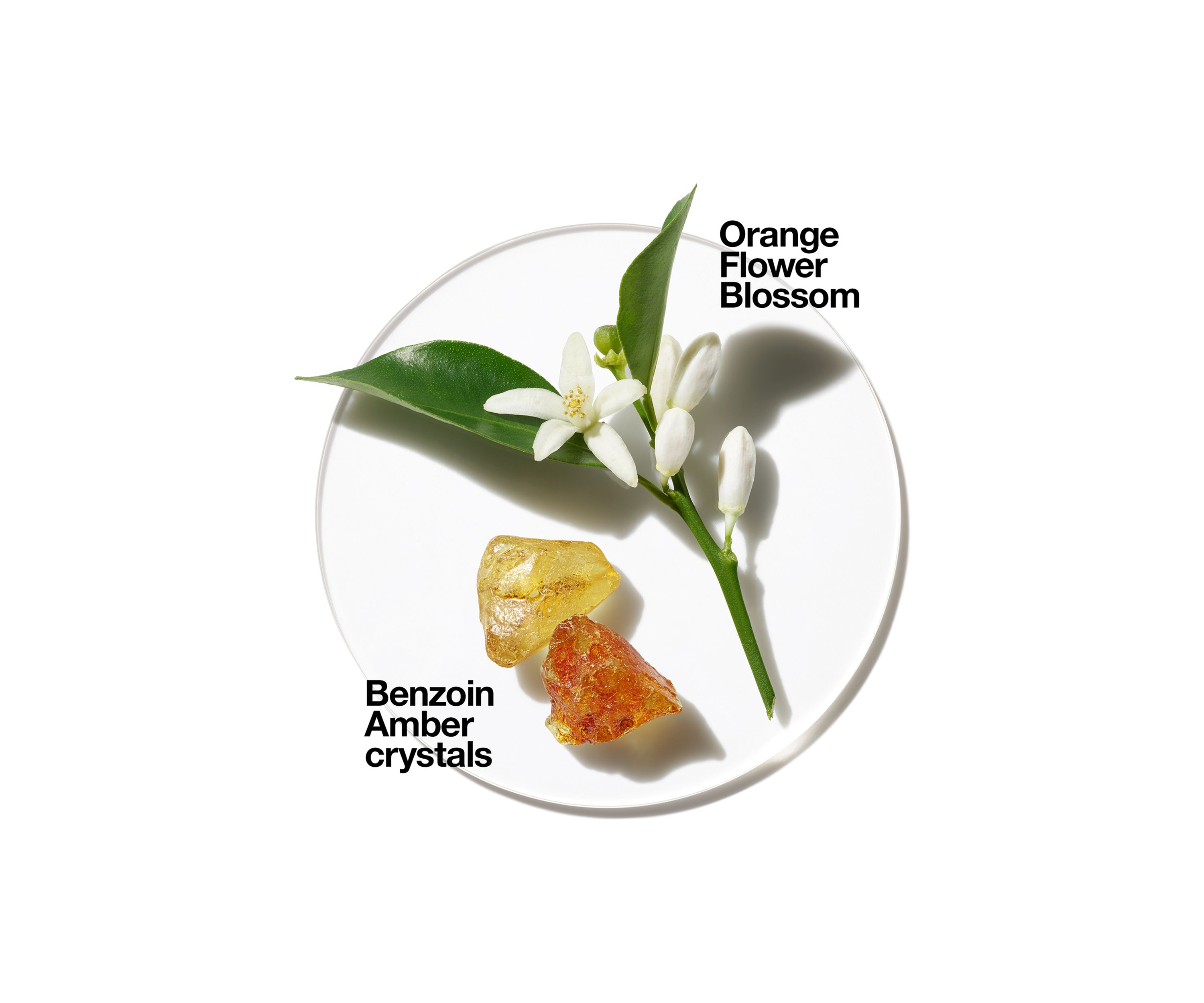 Aromatics in White -  Belk Exclusive Fragrance