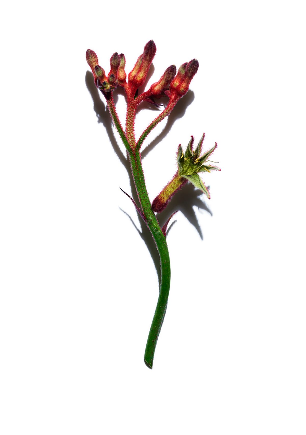 Extra-Firming Wrinkle Control Firming Day Cream Broad Spectrum SPF 15