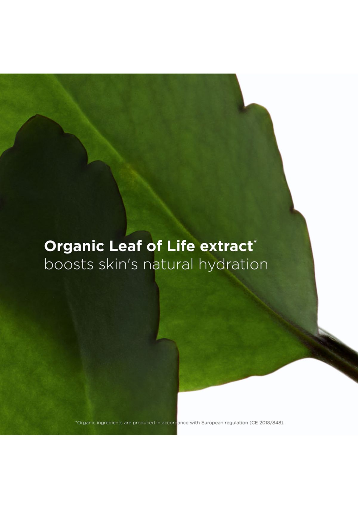 Hydrating Fresh Face Scrub