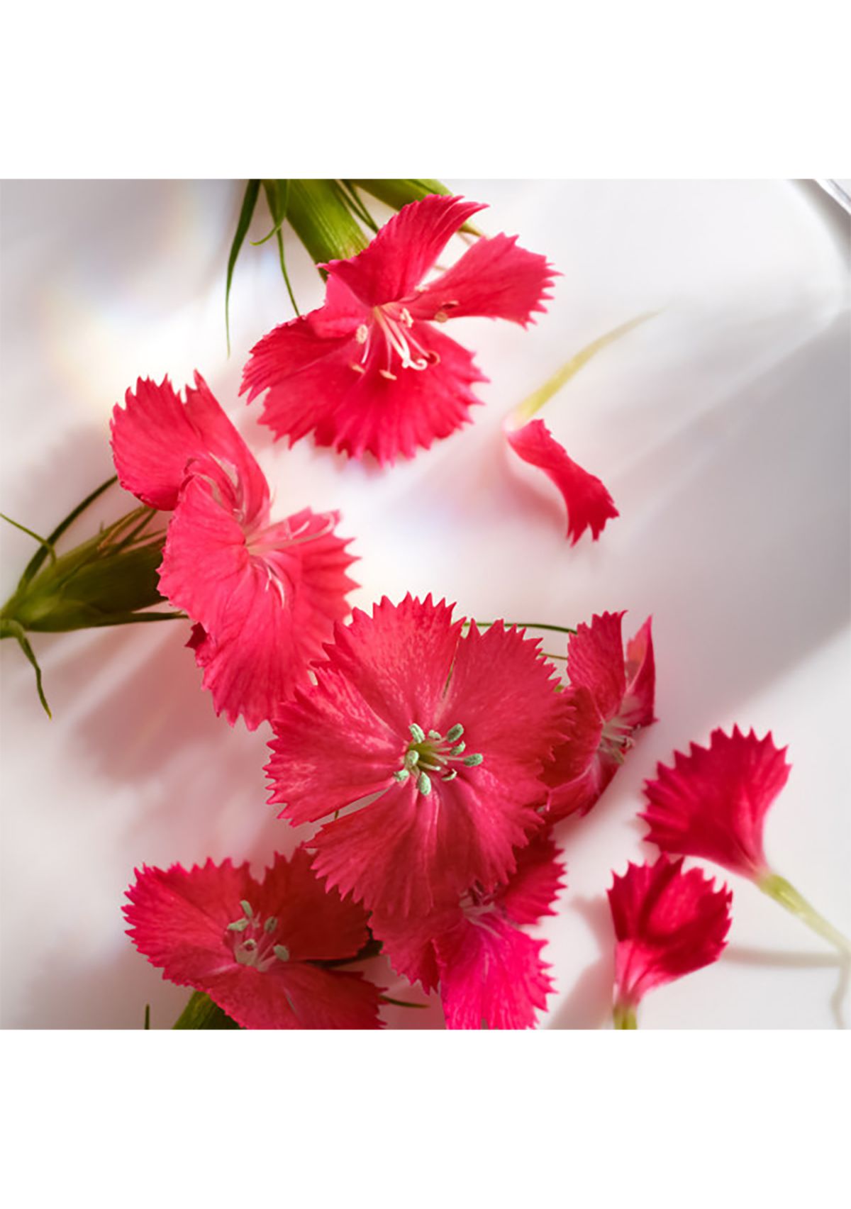   Wonderlust Eau de Parfum 