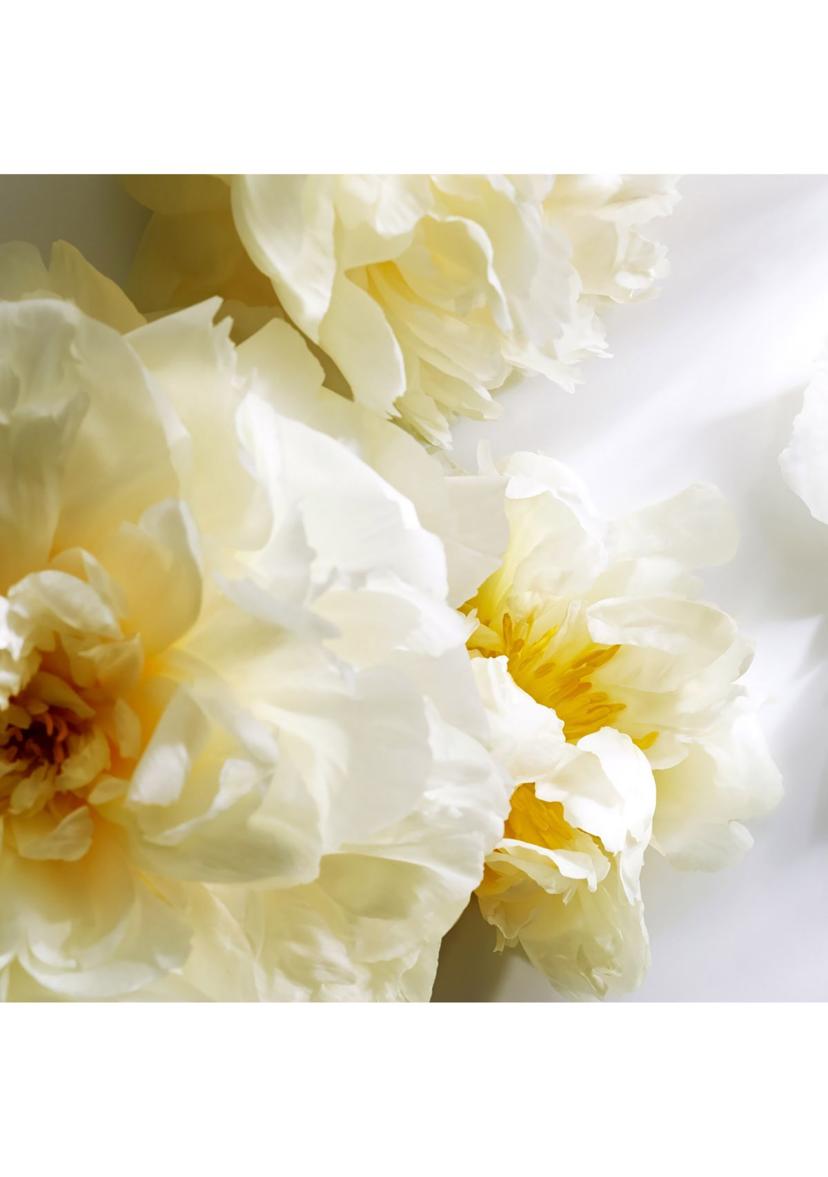 Collection 3 Piece Spring Set