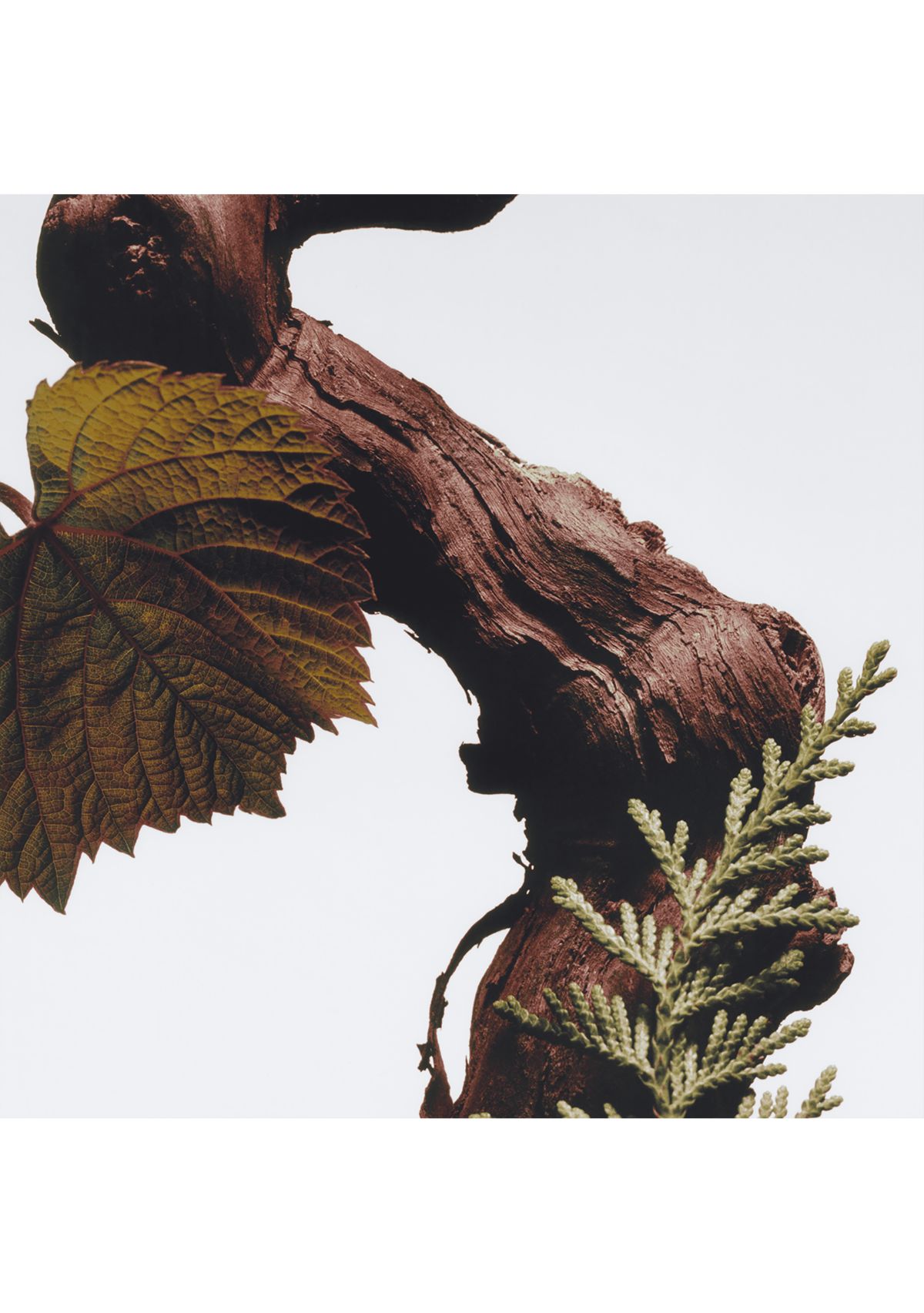 Cypress & Grapevine All Over Body Spray