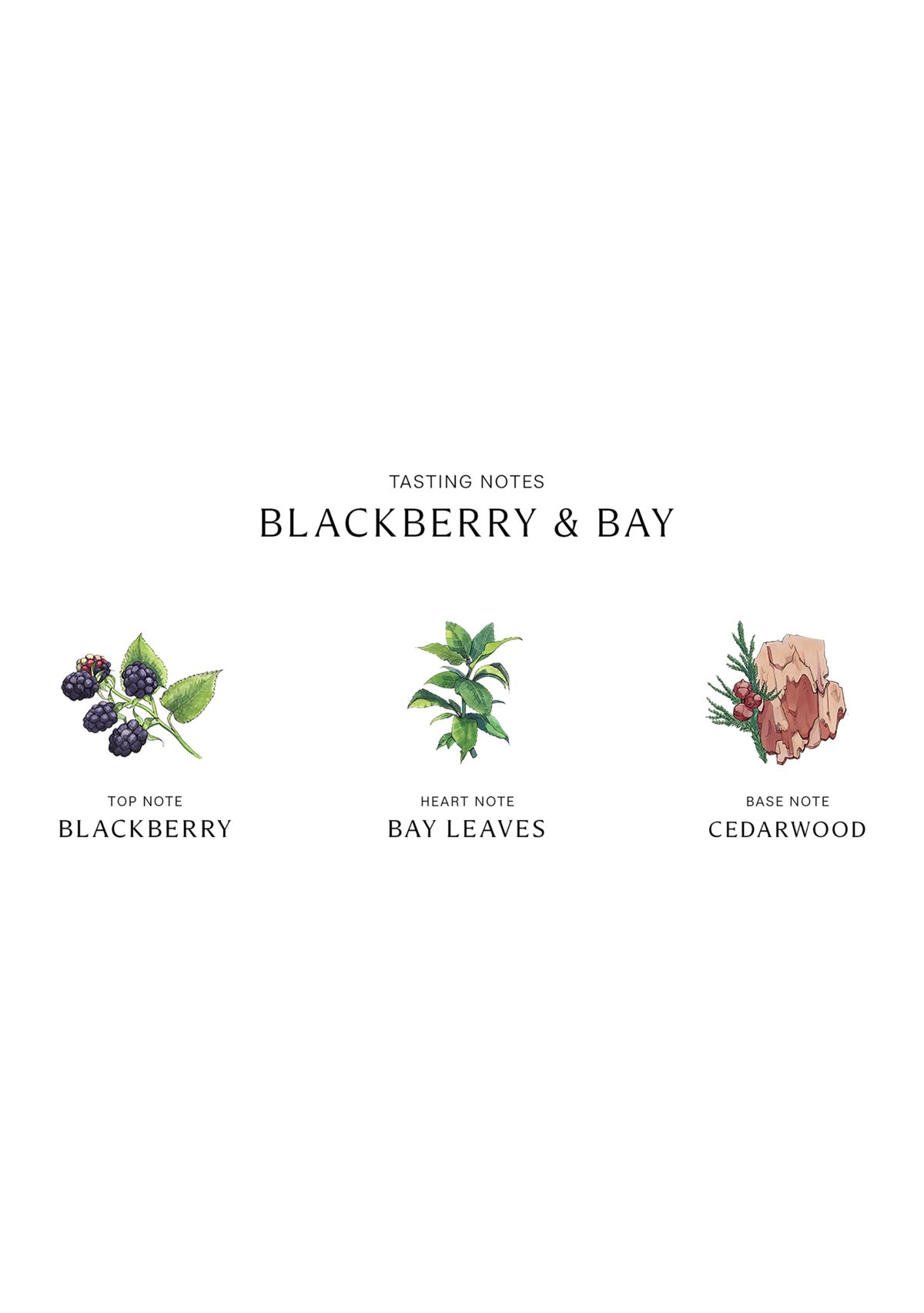 Blackberry & Bay Classic Candle