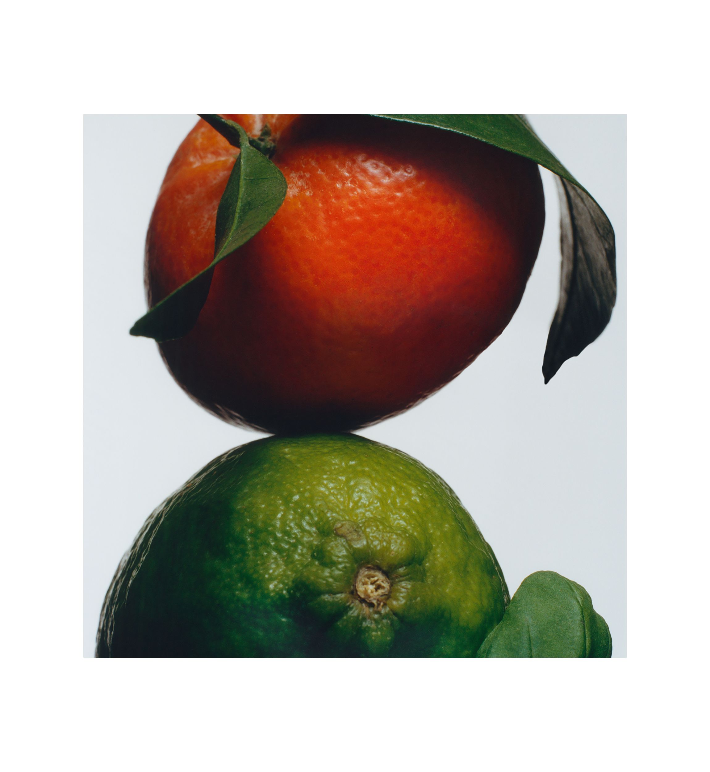 Lime Basil & Mandarin Body & Hand Lotion 