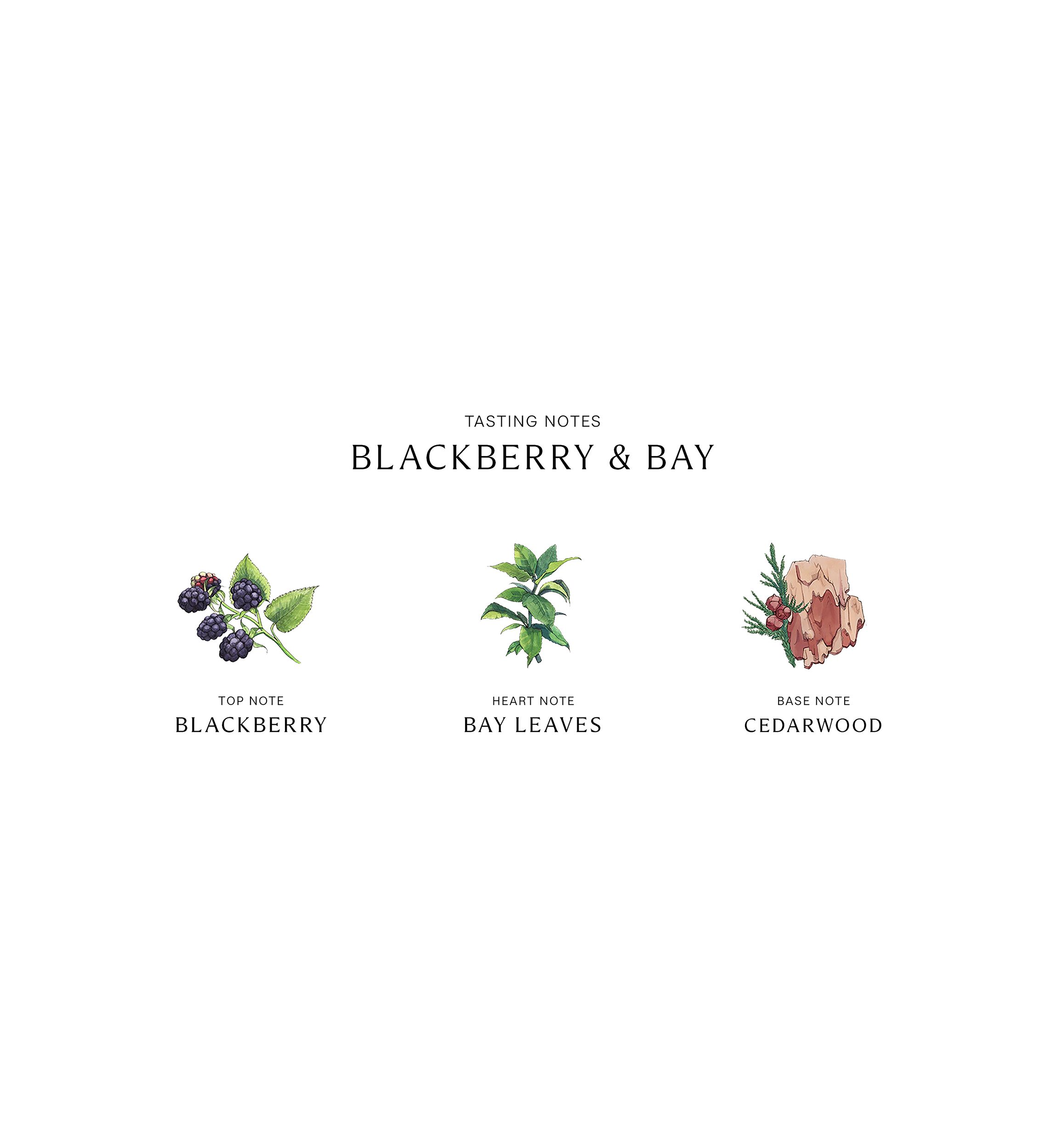 Blackberry & Bay Body Crème