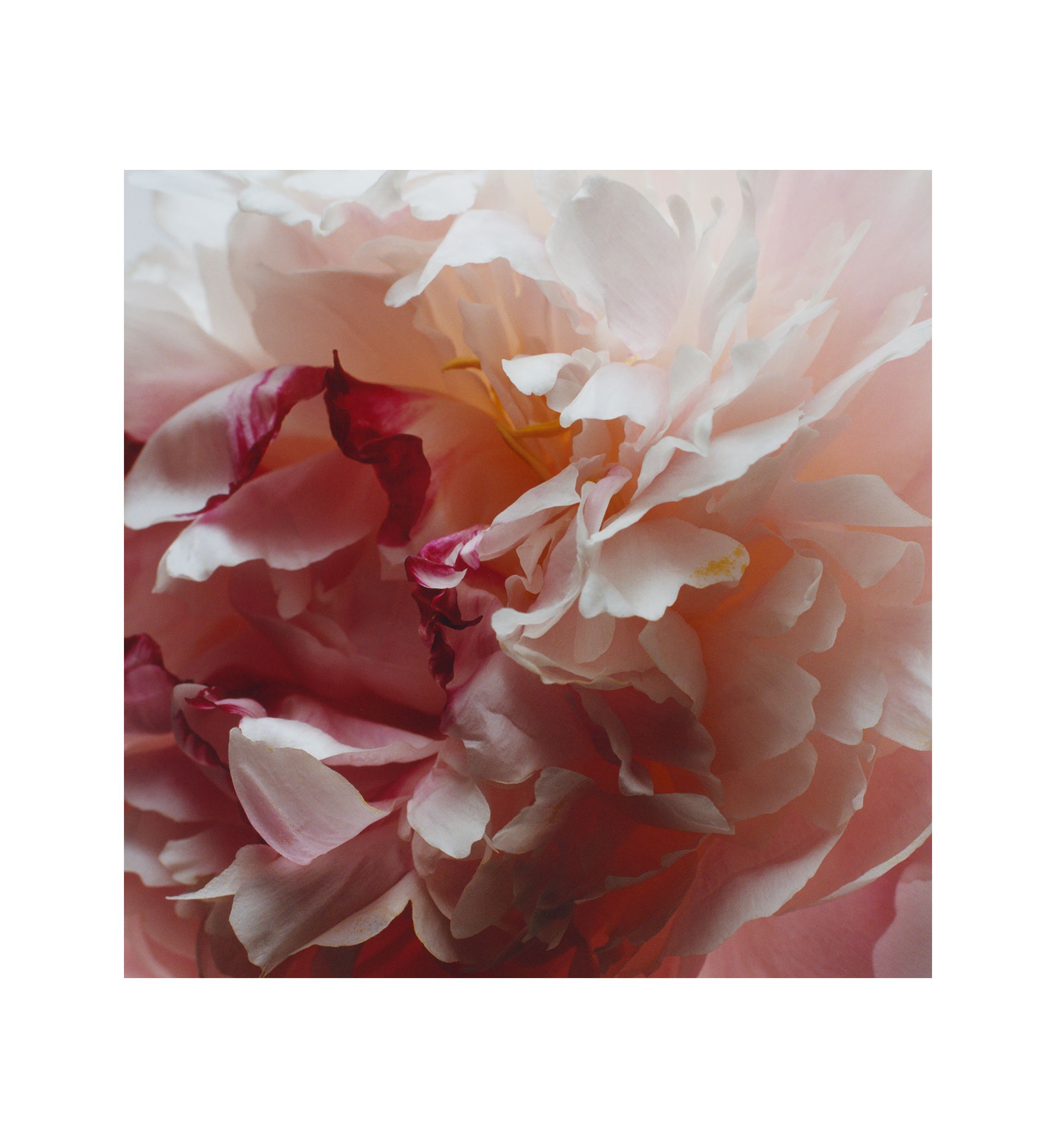 Peony & Blush Suede Body Crème