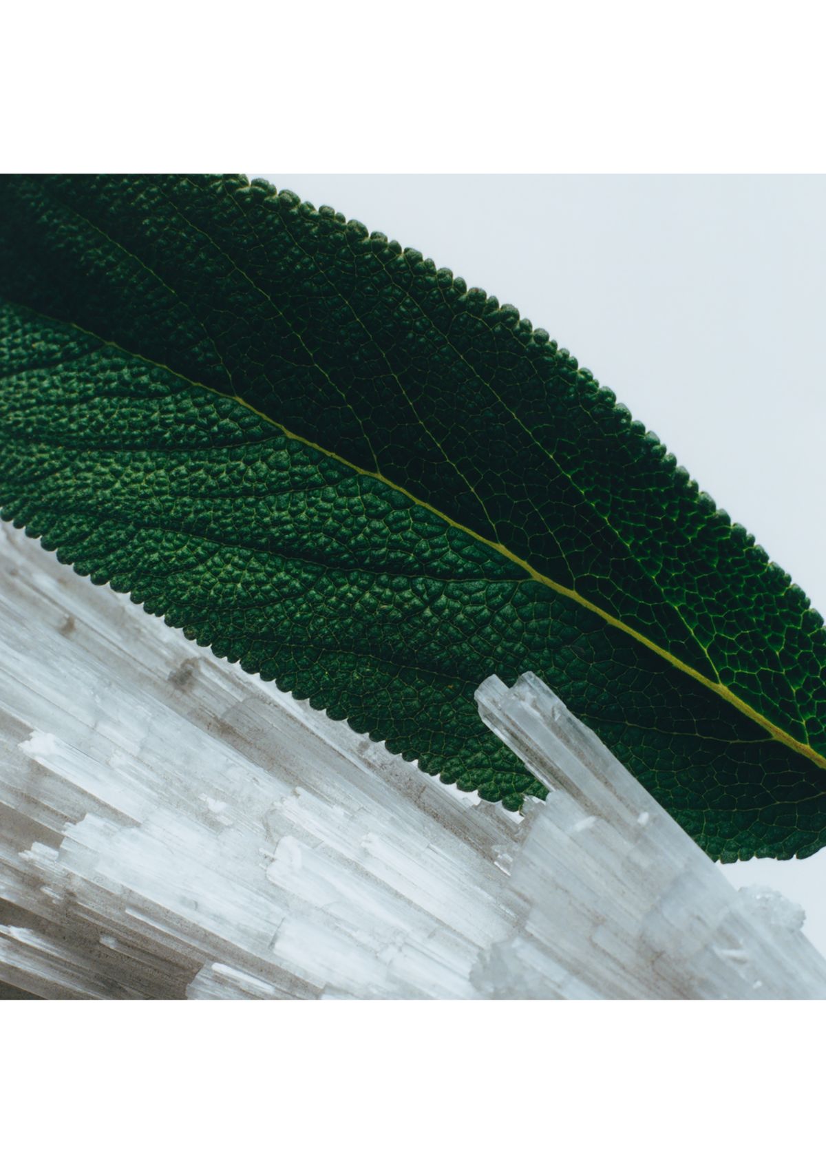 Wood Sage & Sea Salt Body Crème