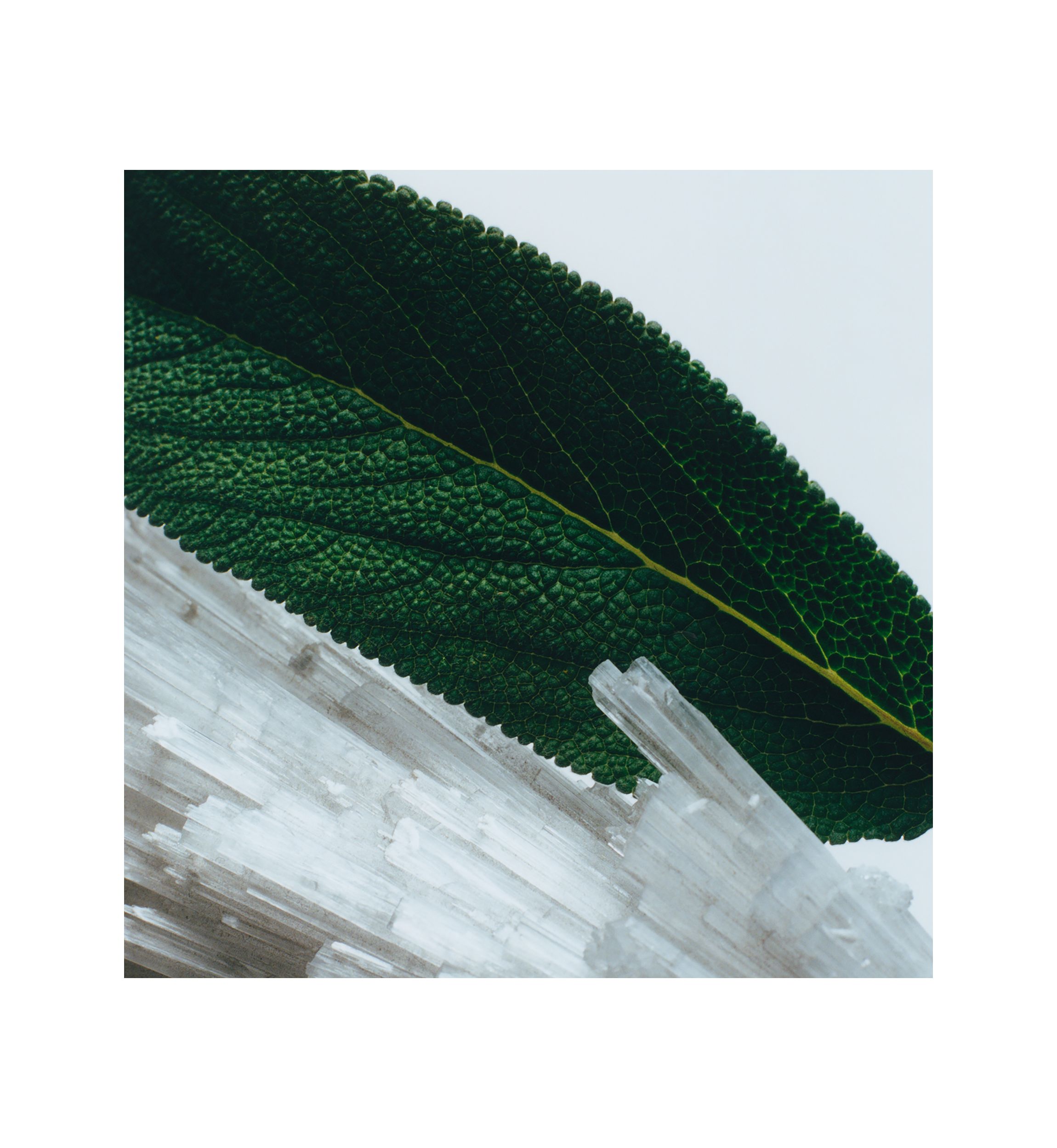 Wood Sage & Sea Salt Body Crème