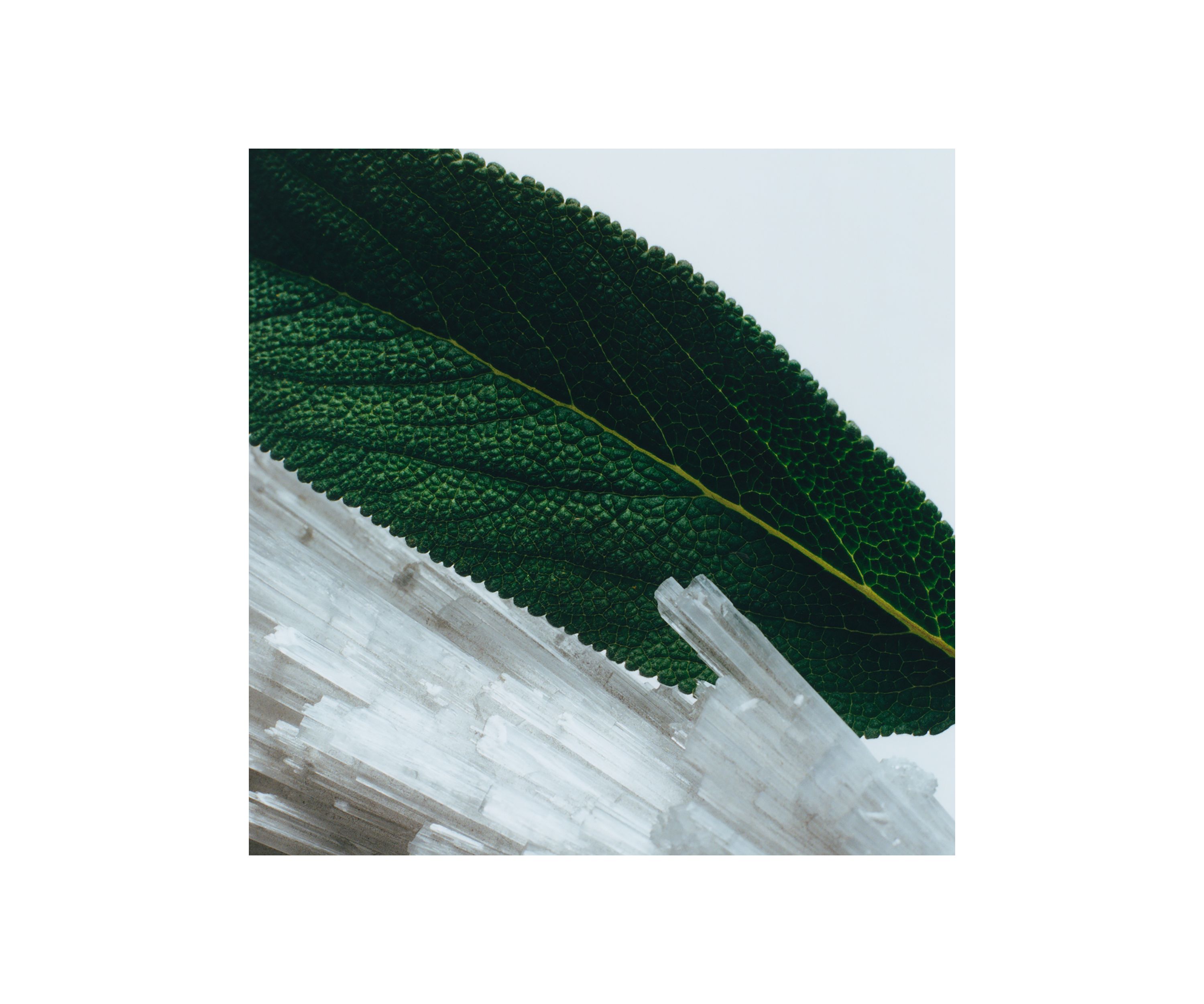 Wood Sage & Sea Salt Body Crème