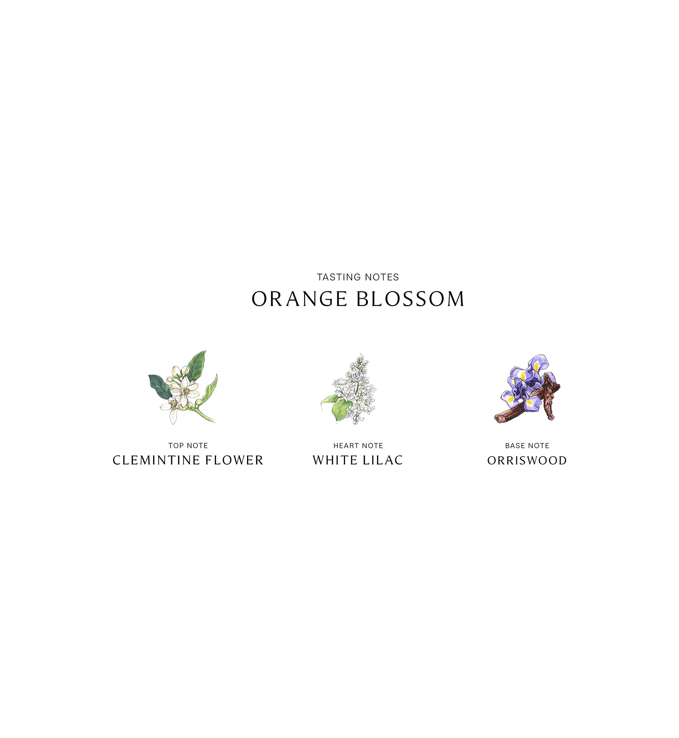Orange Blossom Body & Hand Lotion