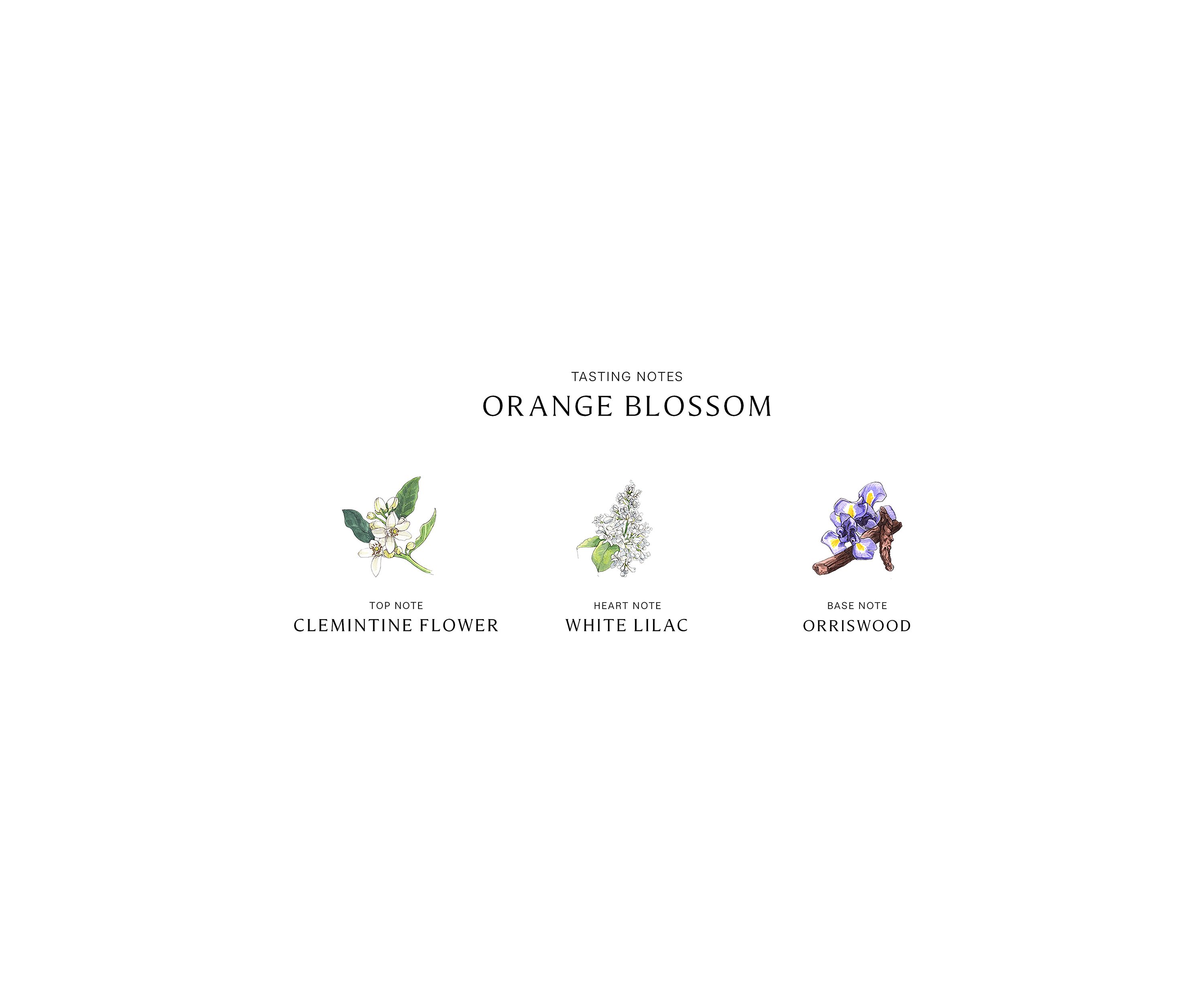 Orange Blossom Body & Hand Lotion