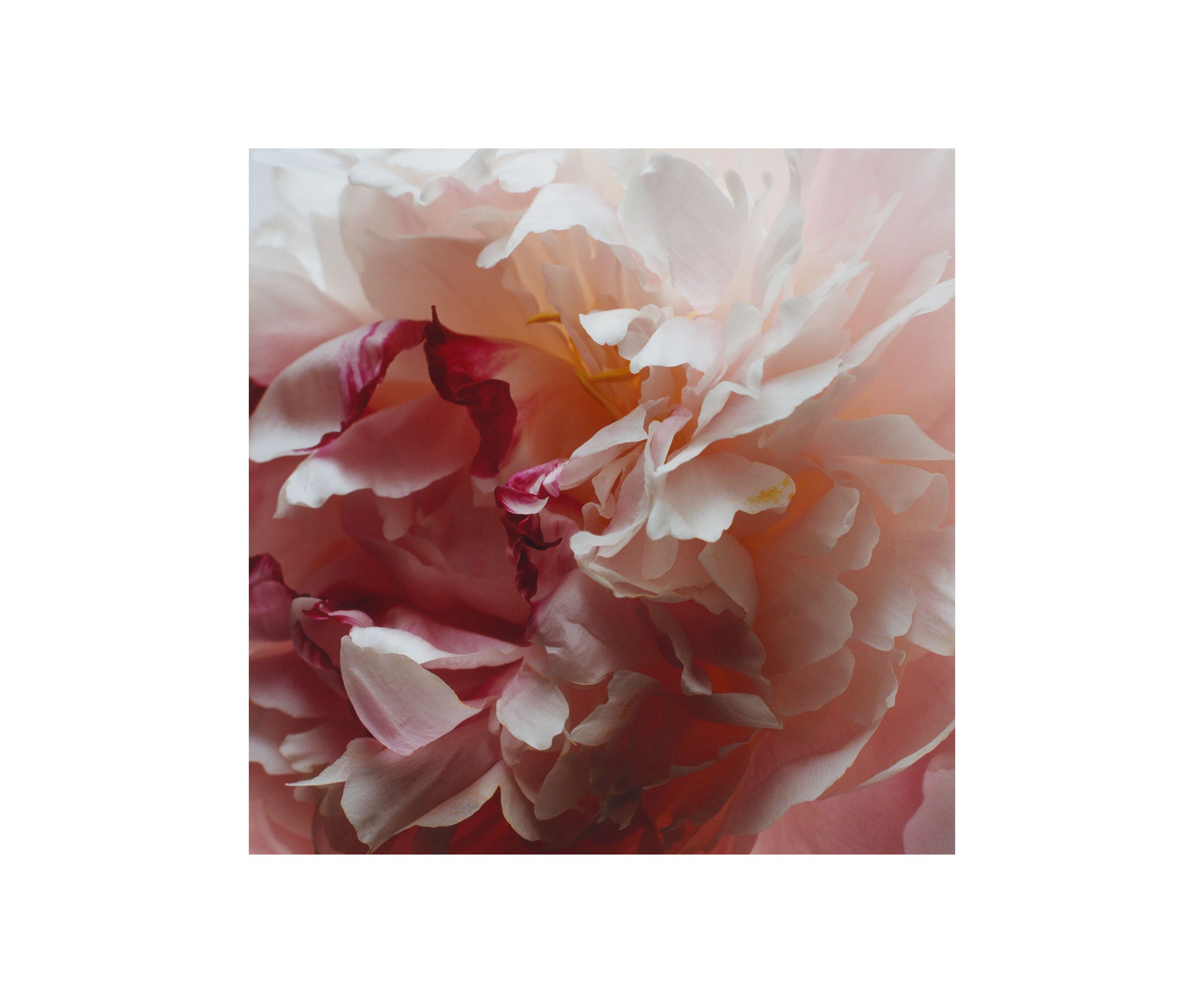 Peony & Blush Suede Body & Hand Lotion 