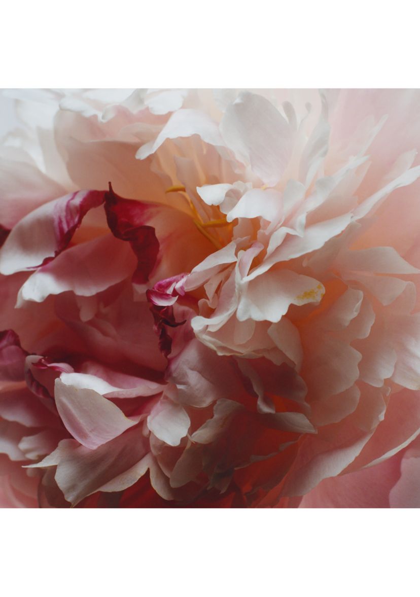 Peony & Blush Suede Body & Hand Lotion 