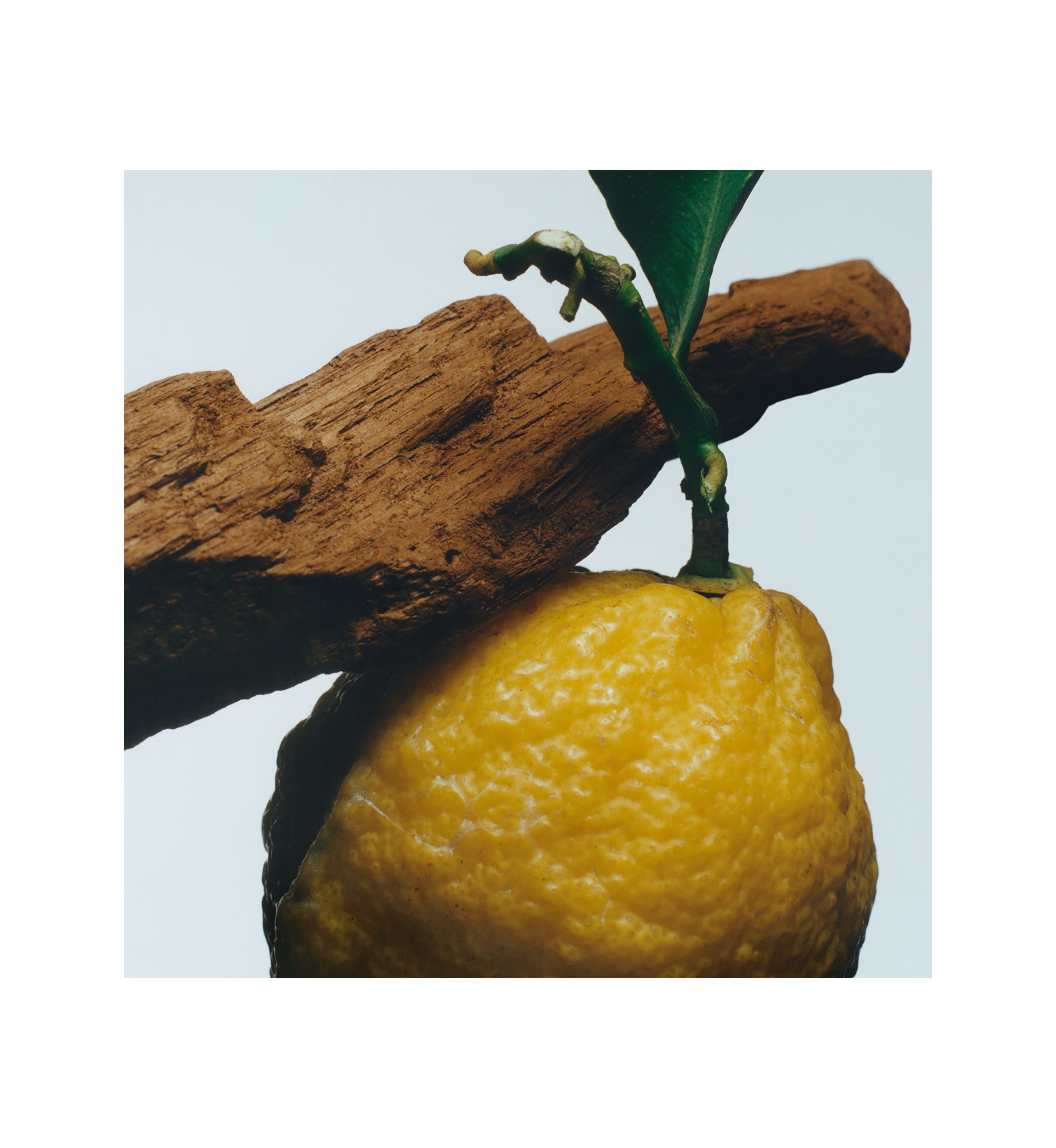 Oud & Bergamot Cologne Intense 
