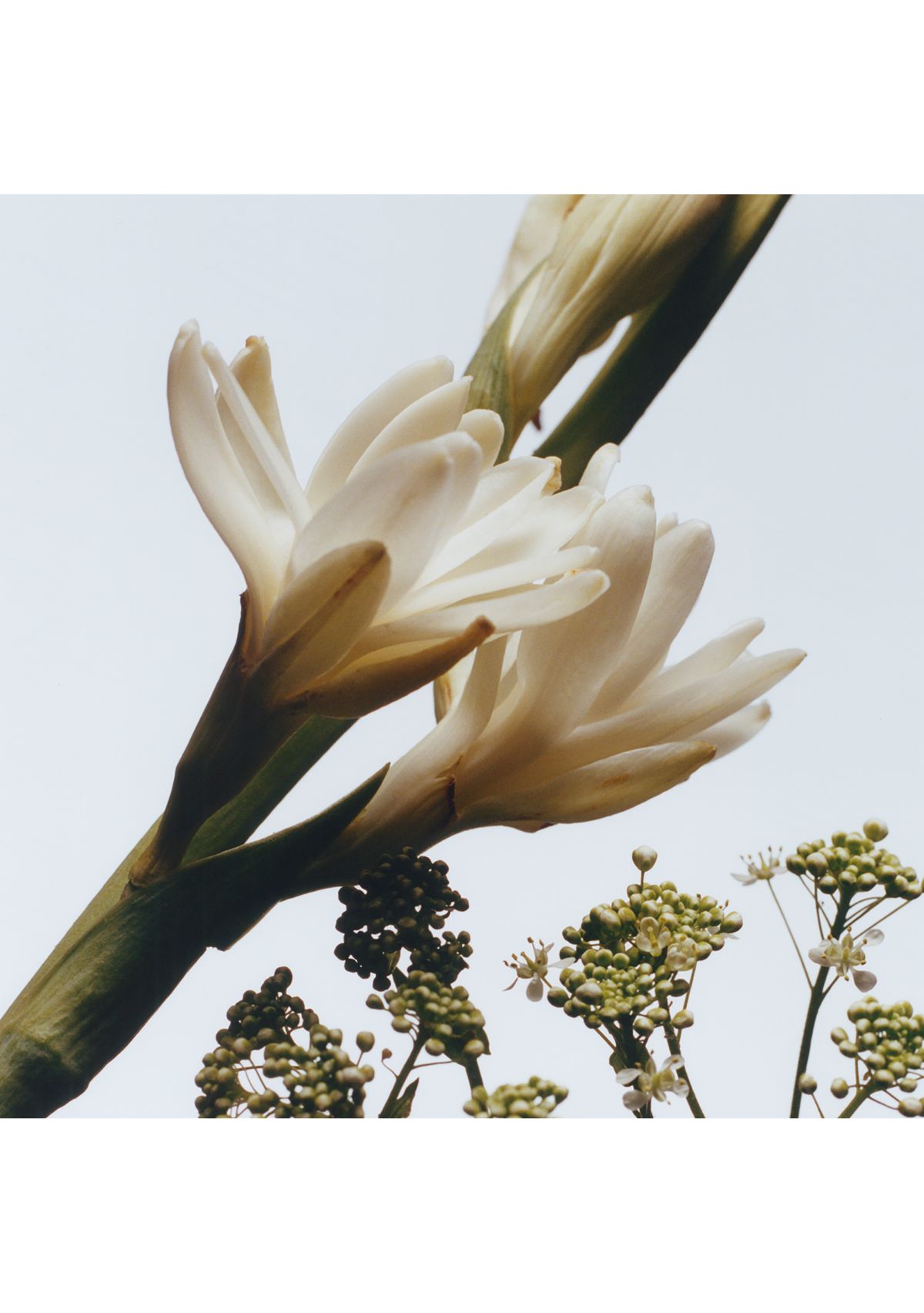 Tuberose Angelica Cologne Intense 