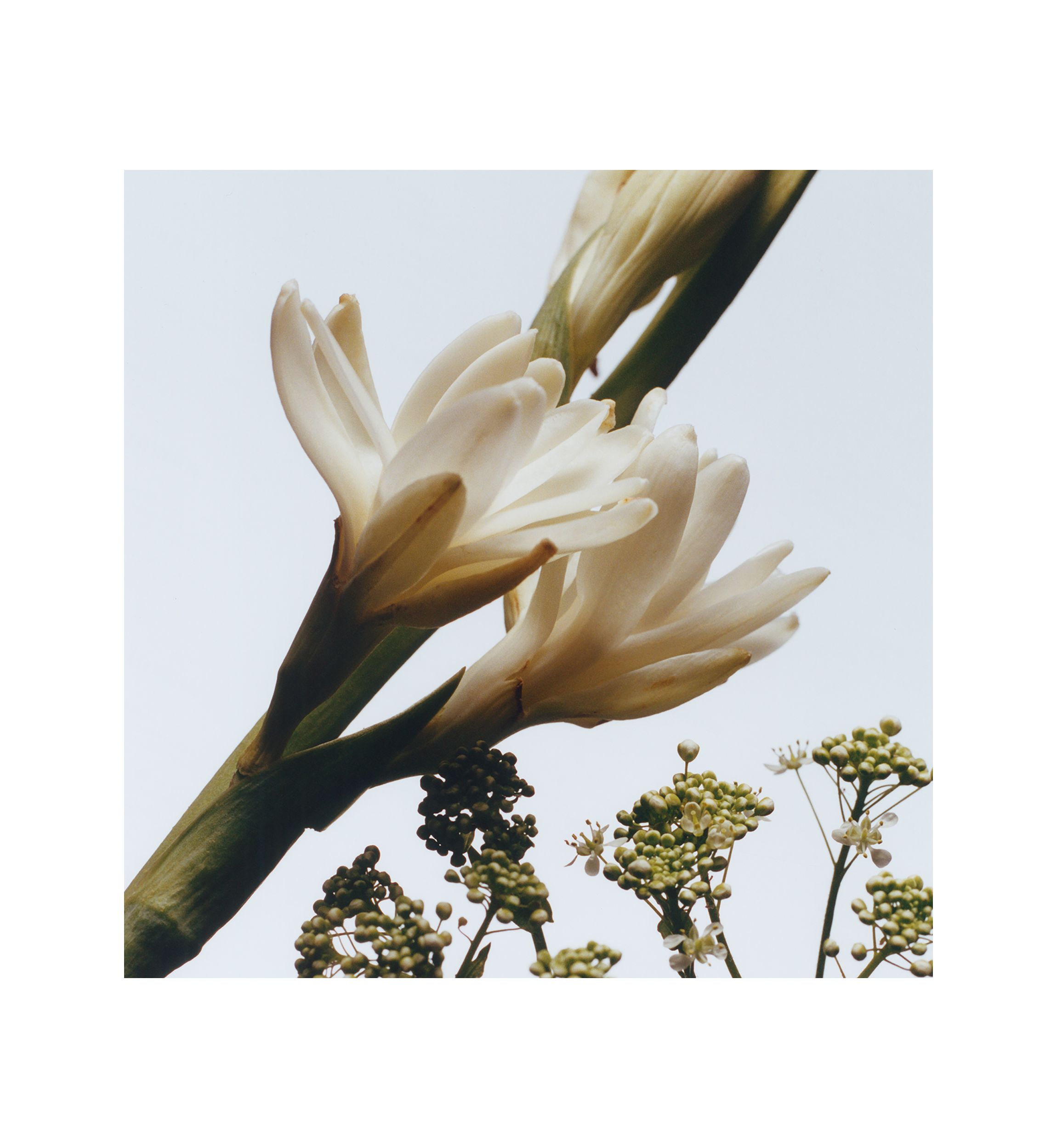 Tuberose Angelica Cologne Intense 
