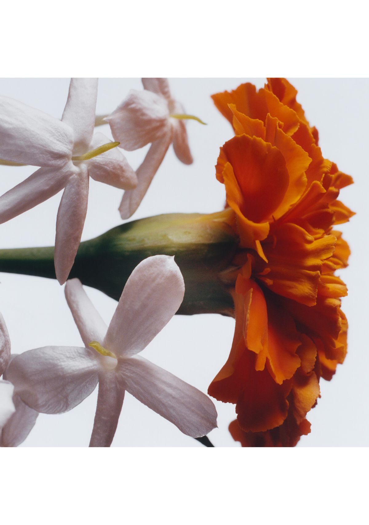 Jasmine Sambac & Marigold Cologne Intense 