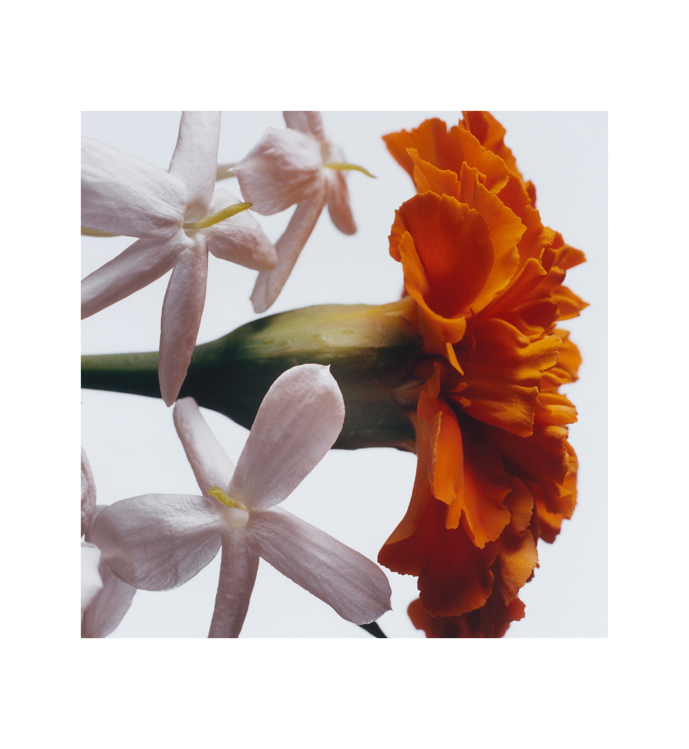 Jasmine Sambac & Marigold Cologne Intense 