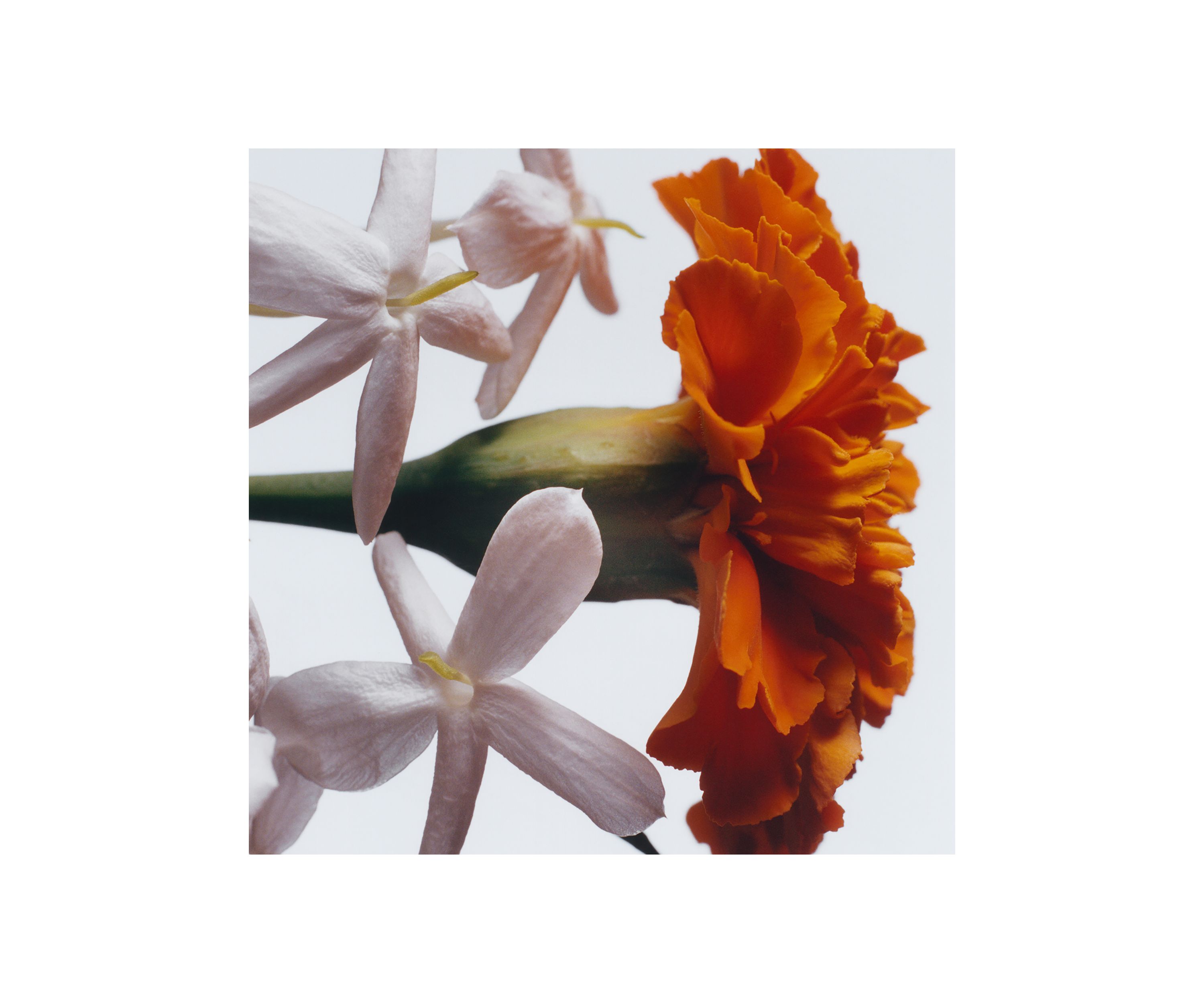 Jasmine Sambac & Marigold Cologne Intense 