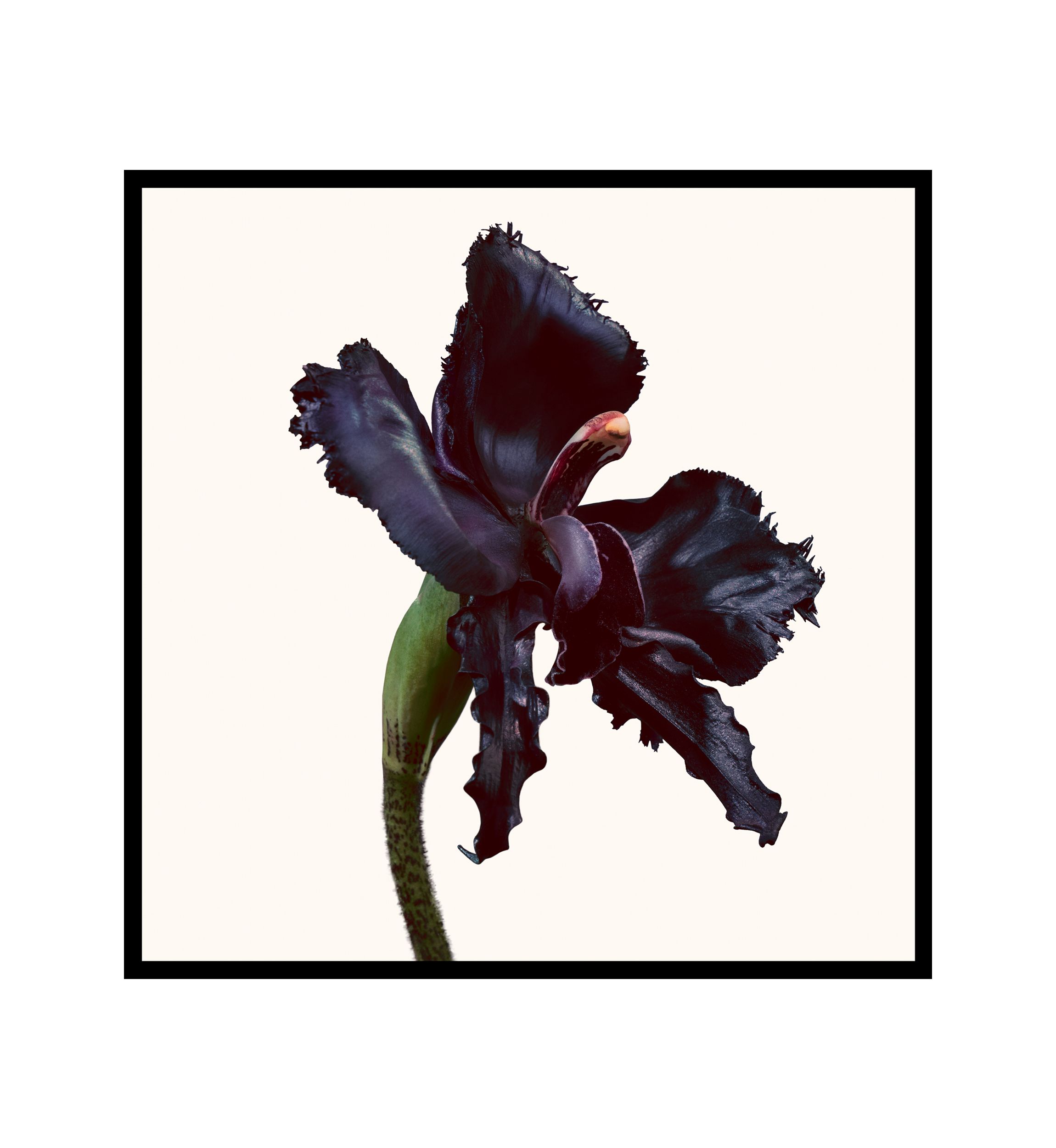 Black Orchid Reserve Parfum Fragrance