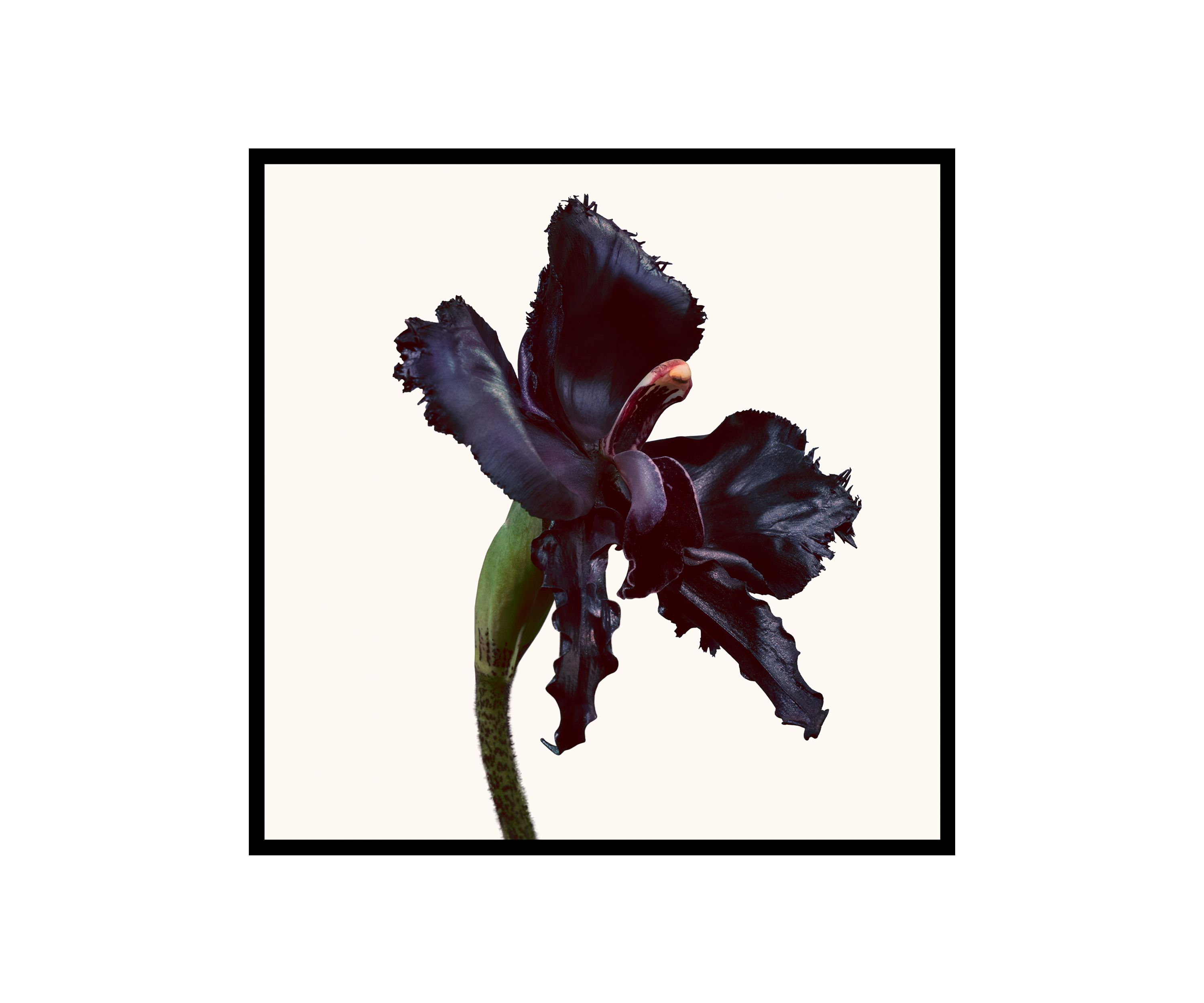 Black Orchid Reserve Parfum Fragrance