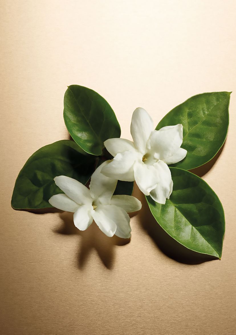 Eau de Parfum Pour Femme Spray