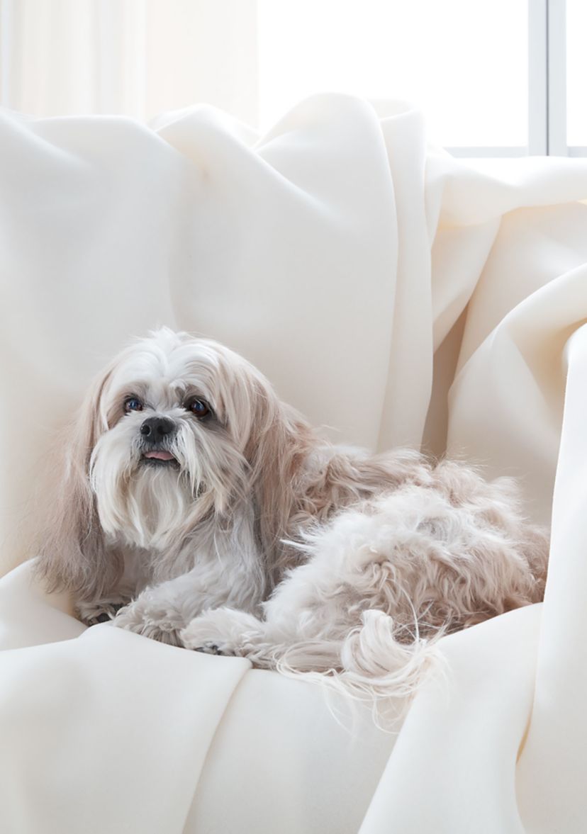 Original Blanket