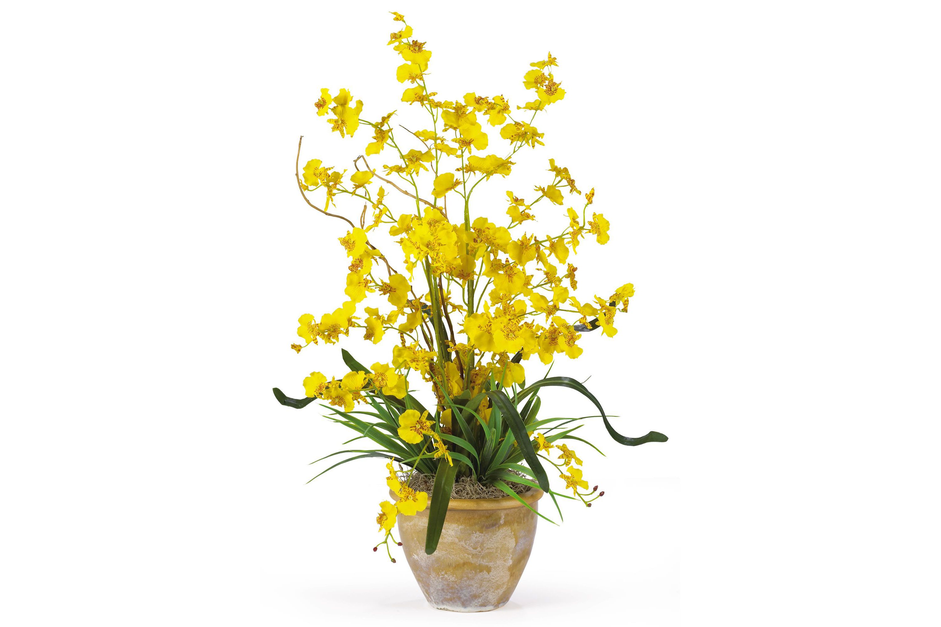 Dancing Lady Silk Orchid Arrangement