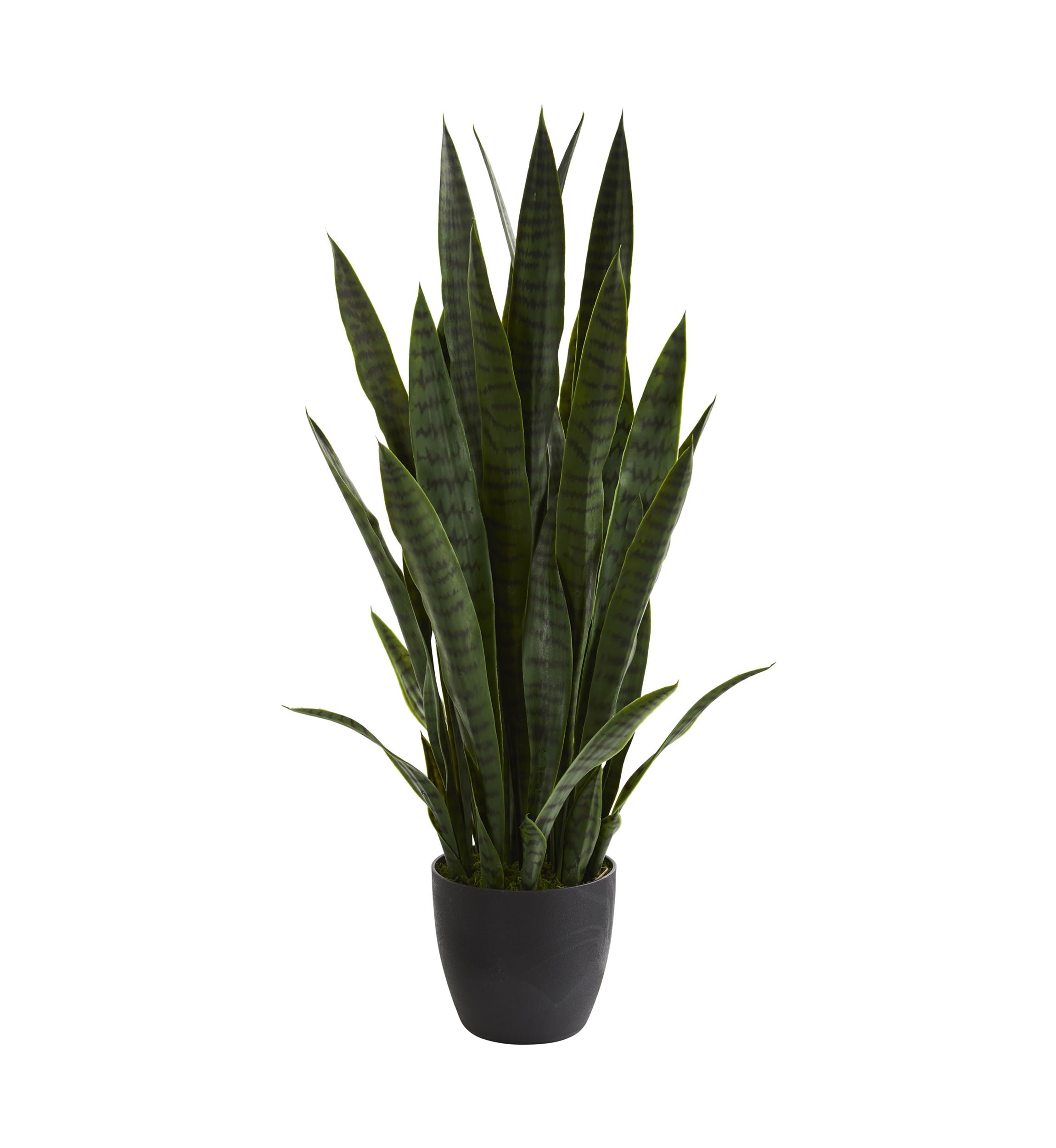 Sansevieria Plant