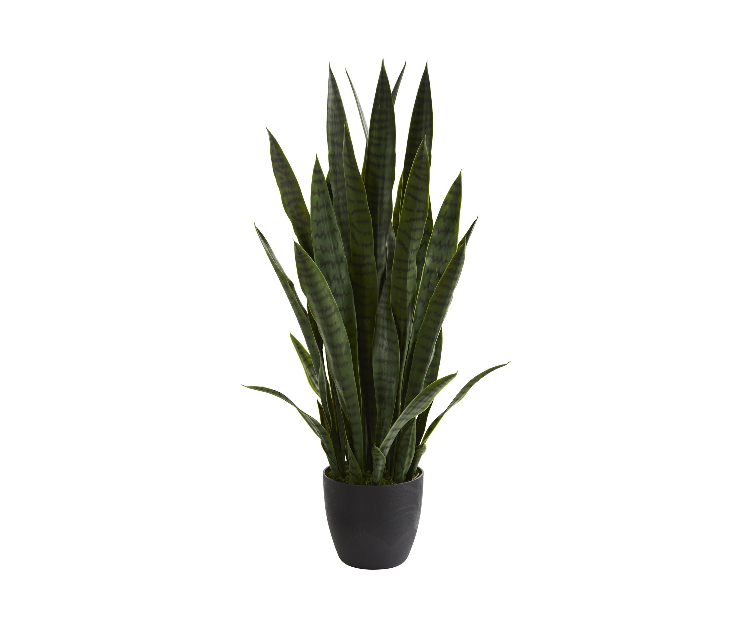 Sansevieria Plant