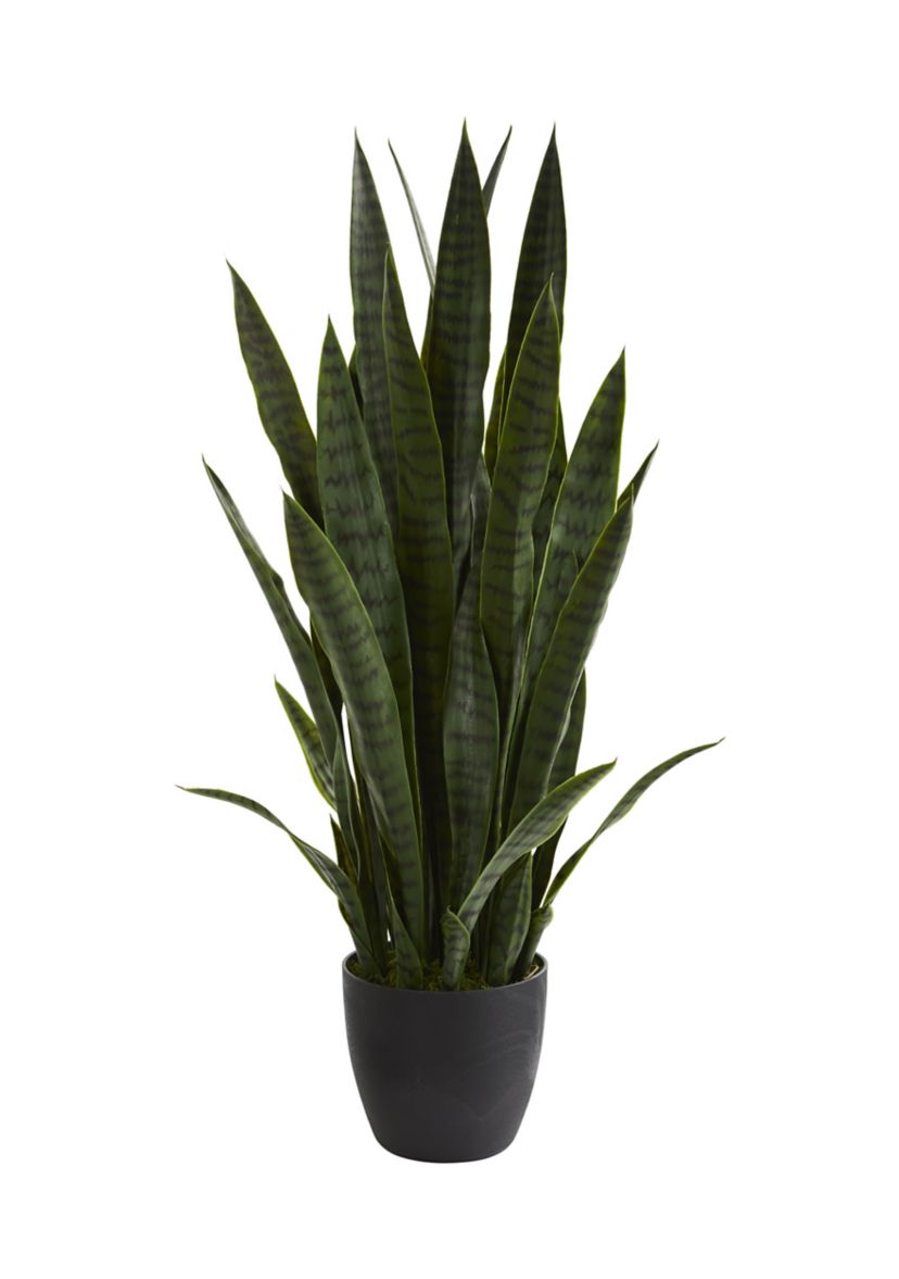 Sansevieria Plant
