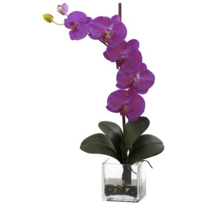 Giant Phalaenopsis Orchid with Vase Arrangement