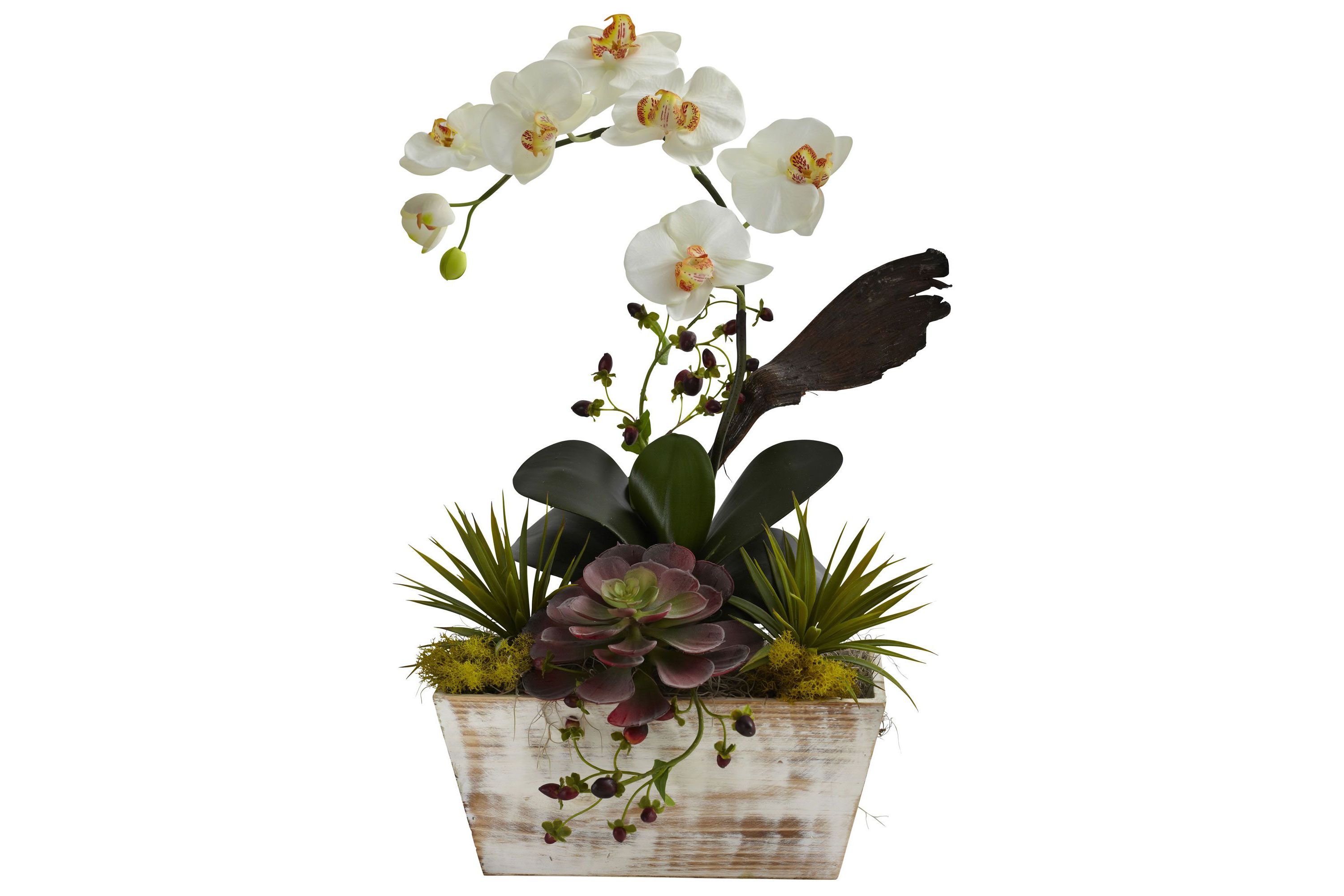 Orchid and Succulent Garden with White Wash Planter