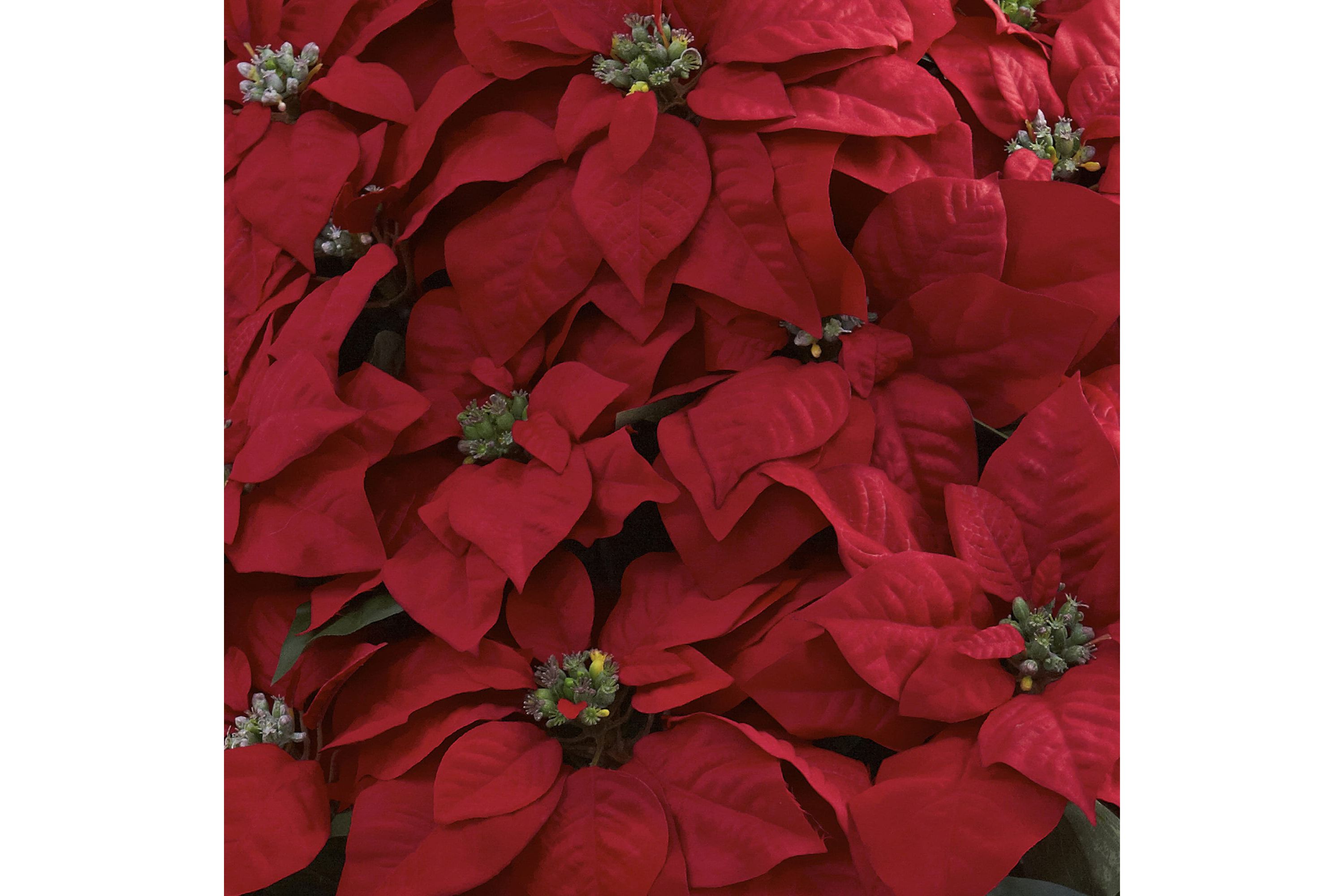 Giant Poinsettia Arrangement with Decorative Planter