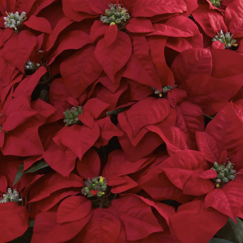 Giant Poinsettia Arrangement with Decorative Planter