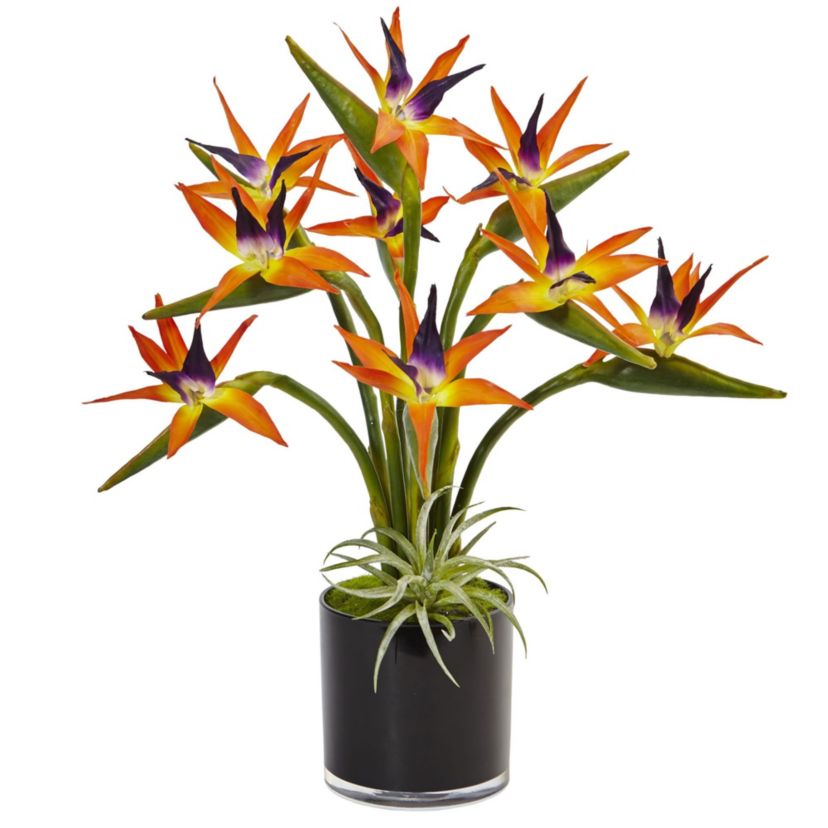 Bird of Paradise Silk Arrangement in Black Glossy Cylinder