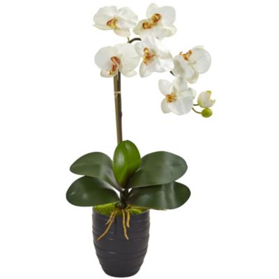 Phalaenopsis Orchid in Black Vase