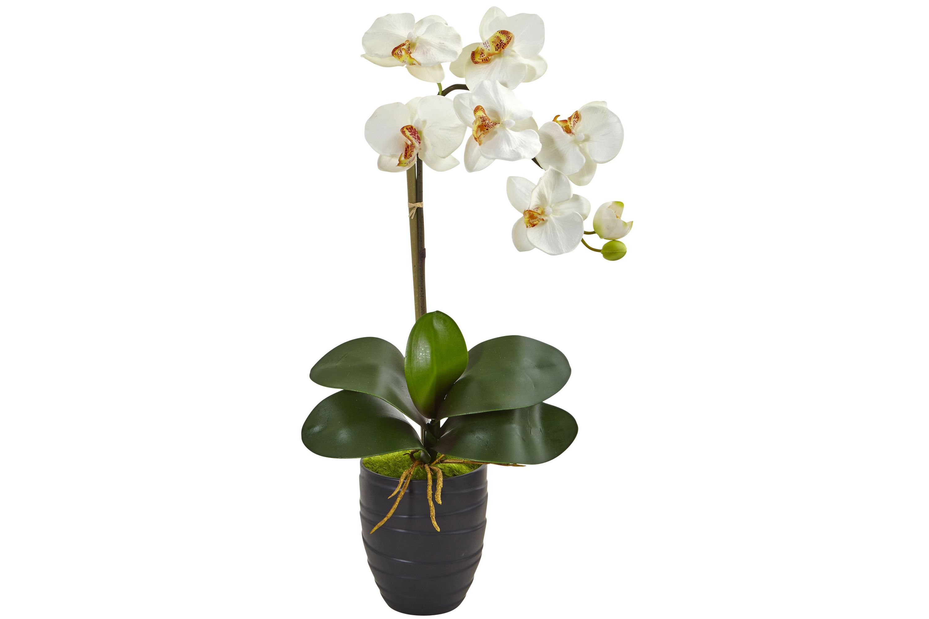 Phalaenopsis Orchid in Black Vase