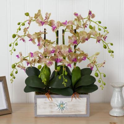 Phalaenopsis Orchid Arrangement in Decorative Wood Planter